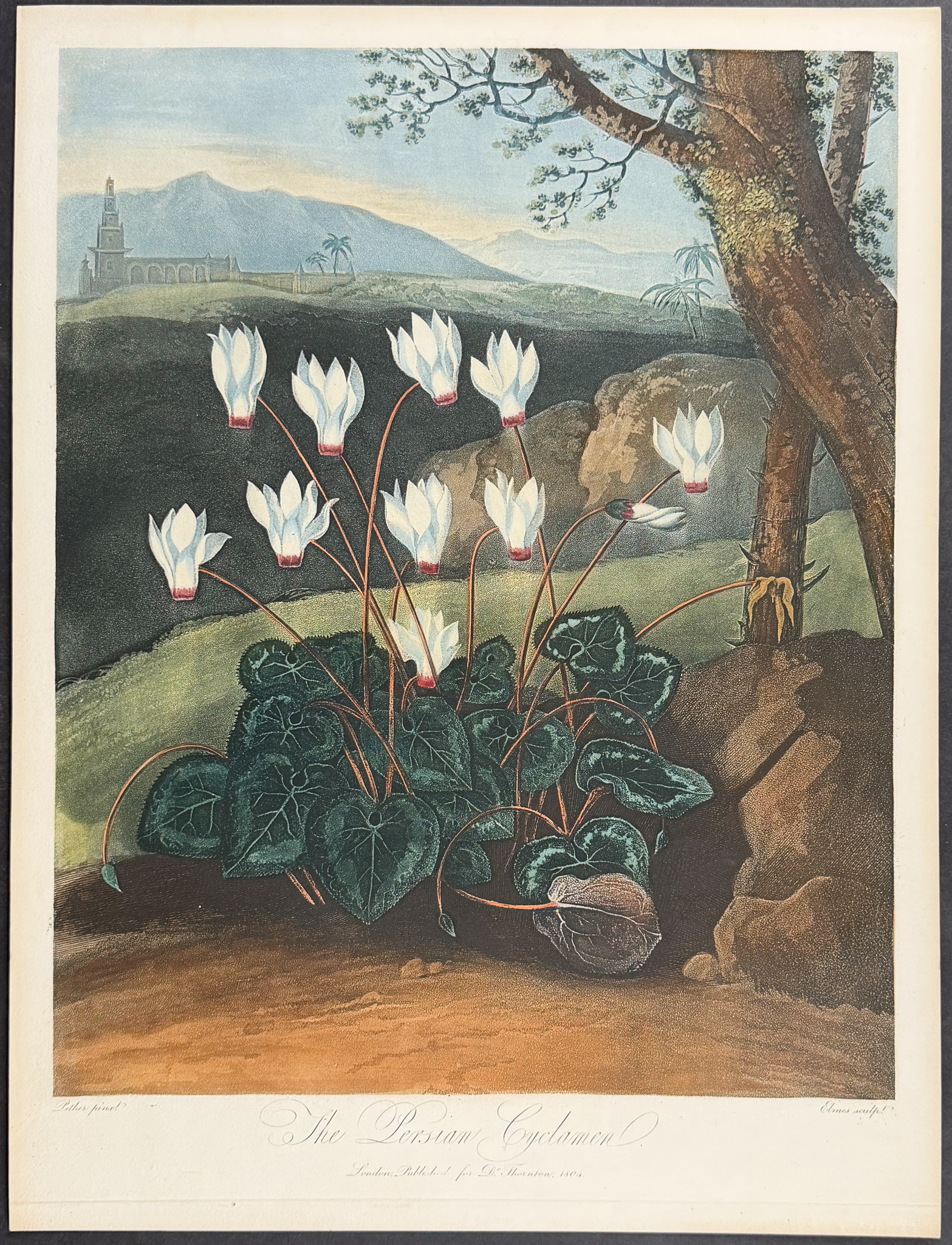 Thornton, Folio - The Persian Cyclamen