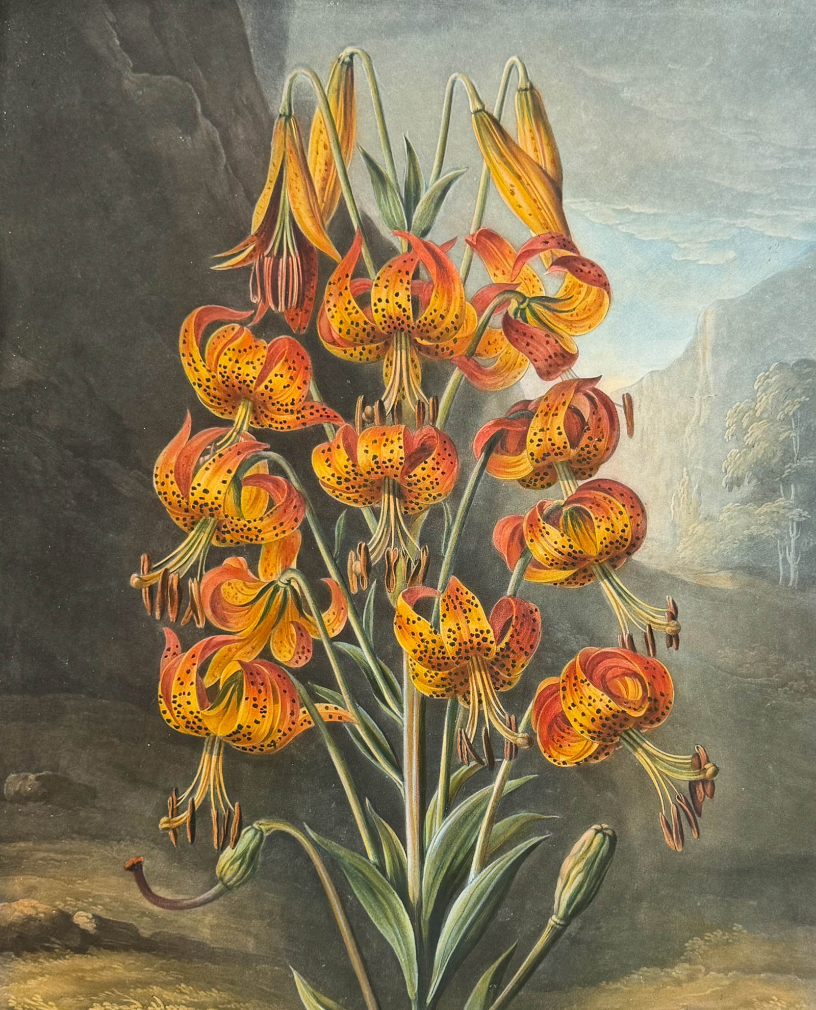Thornton, Folio - The Superb Lily
