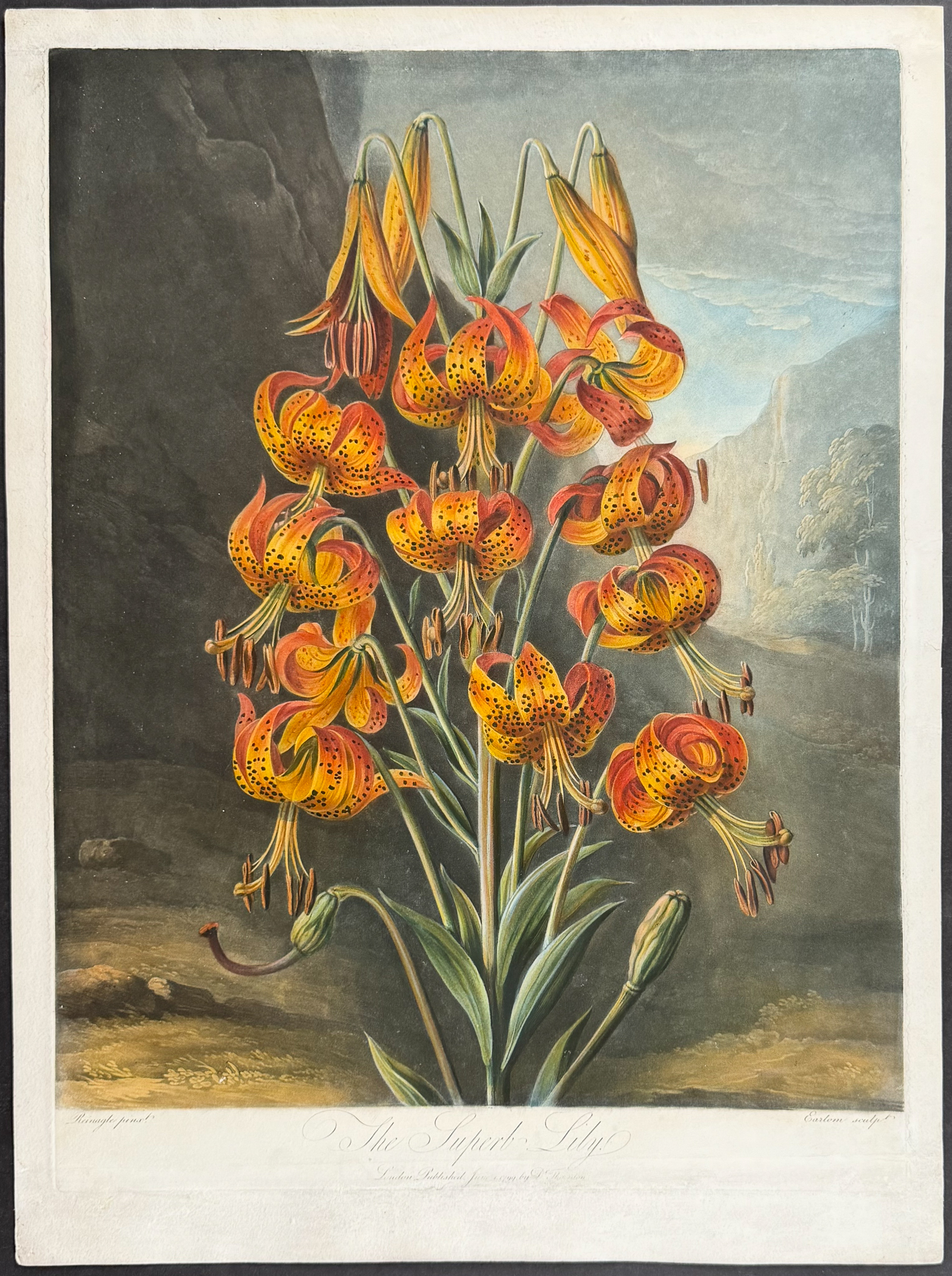 Thornton, Folio - The Superb Lily