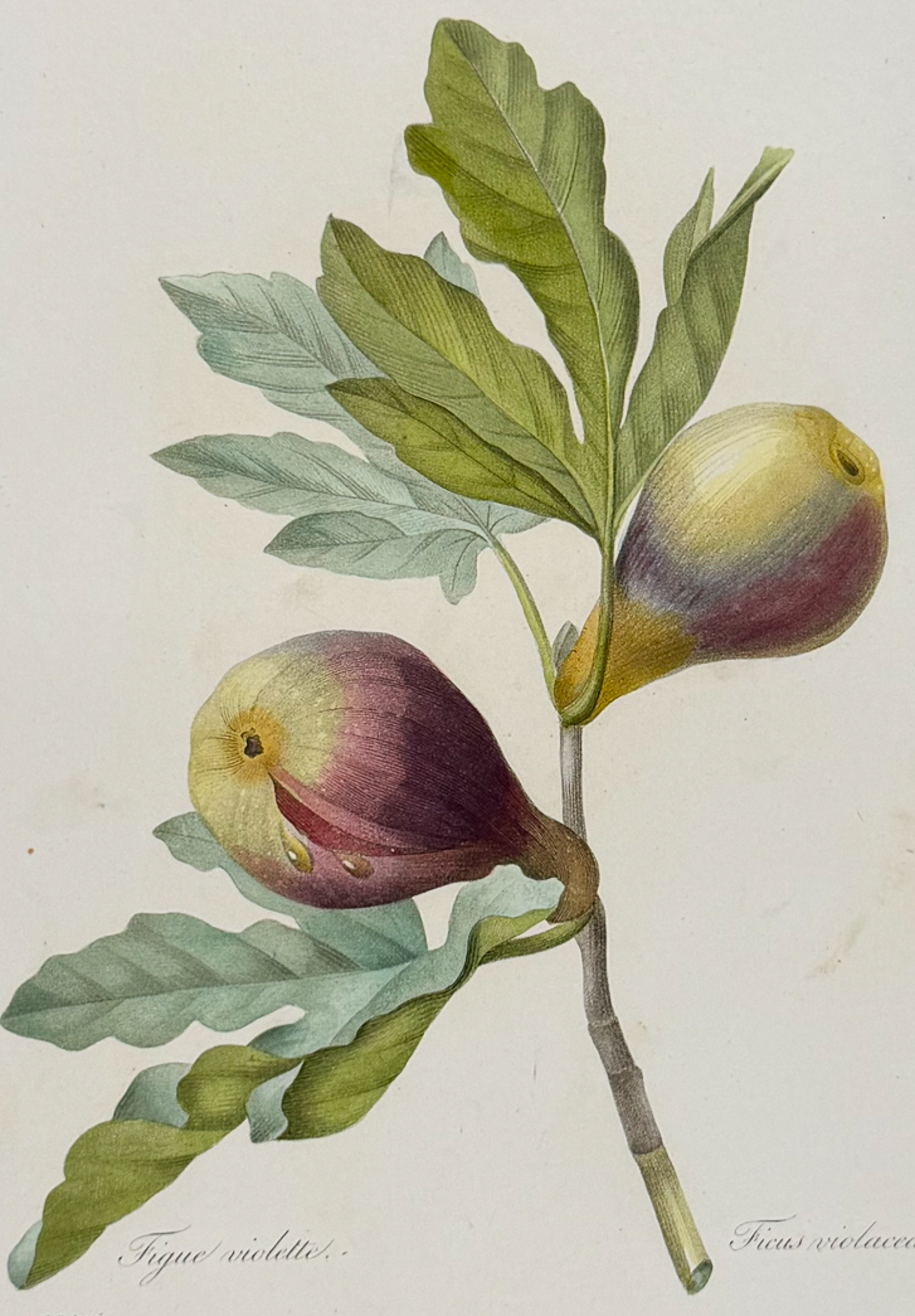 Redoute, Choix, Rare Folio - Fig [Ficus violacea]