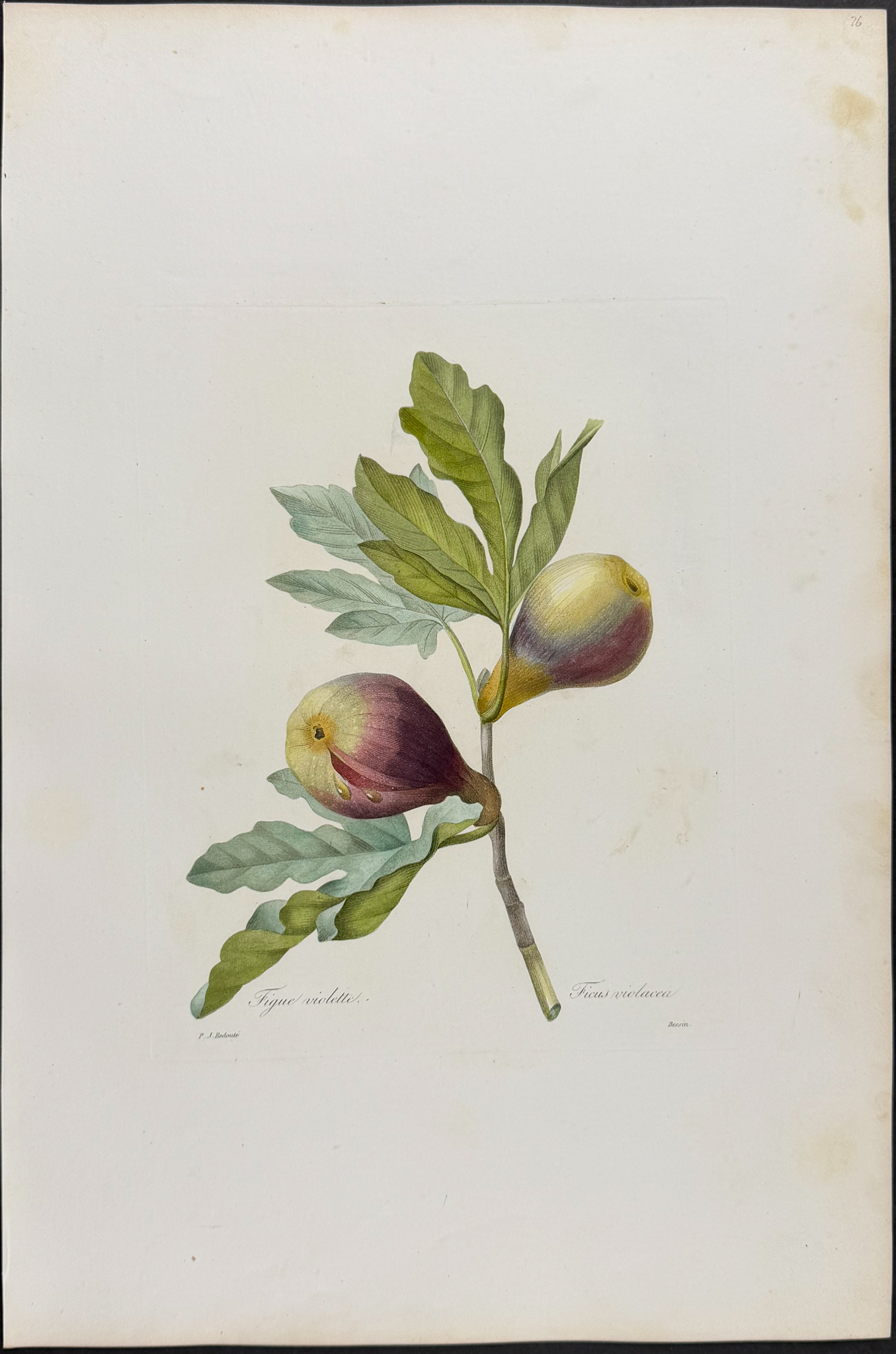Redoute, Choix, Rare Folio - Fig [Ficus violacea]