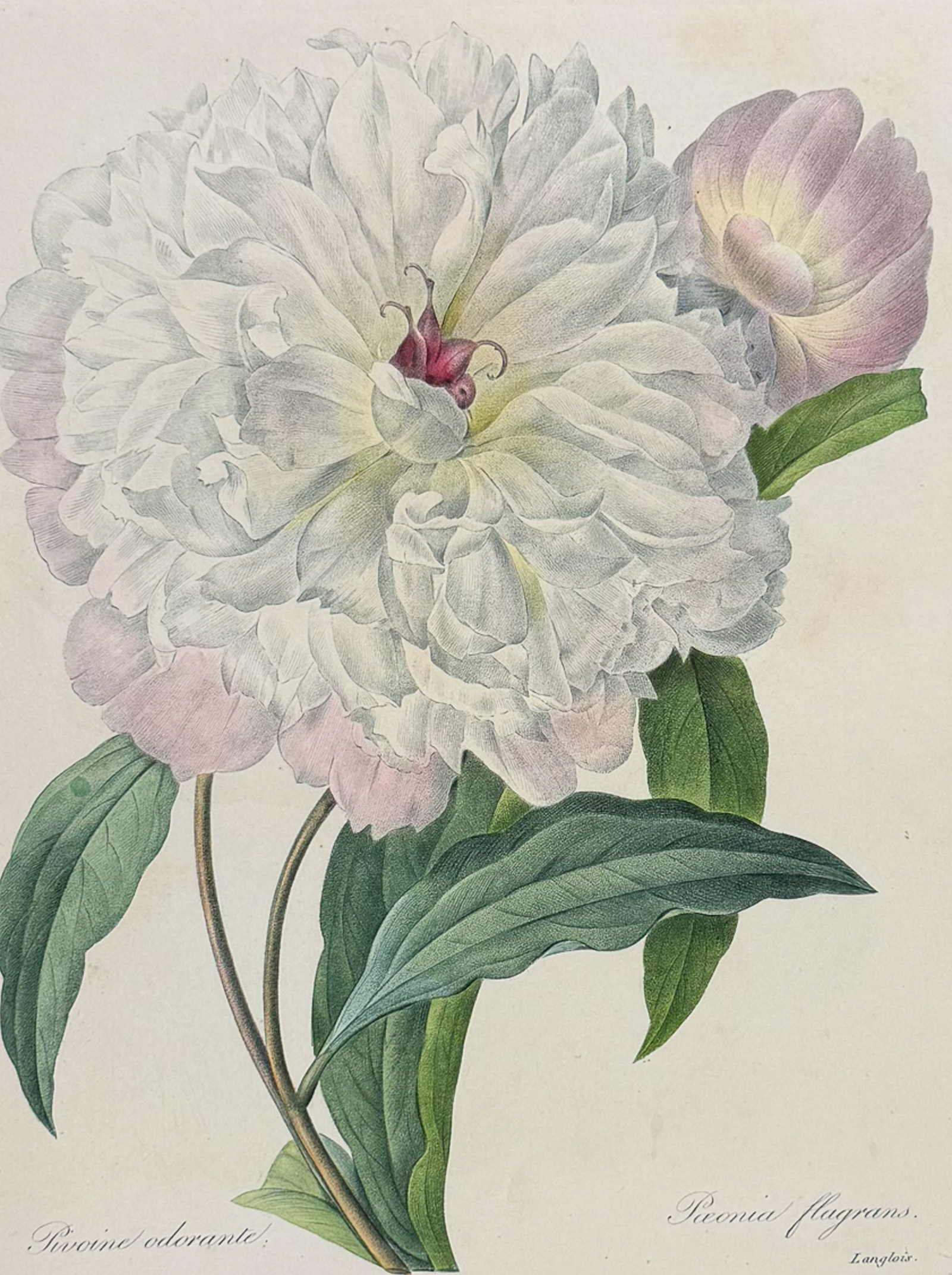 Redoute, Choix, Rare Folio - Peony [Paeonia flagrans]
