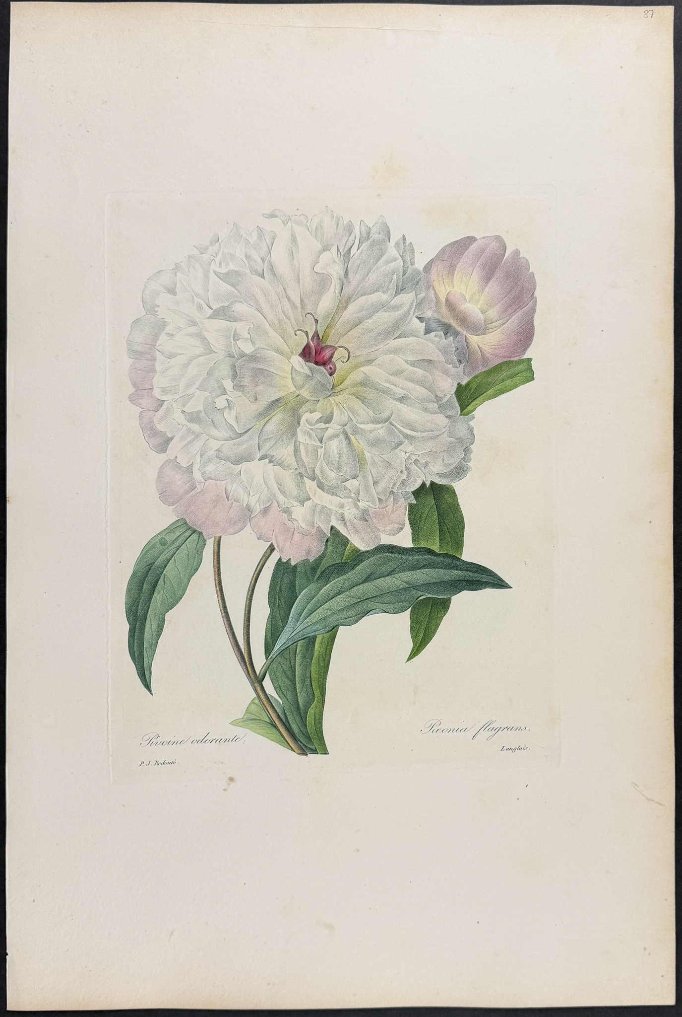 Redoute, Choix, Rare Folio - Peony [Paeonia flagrans]