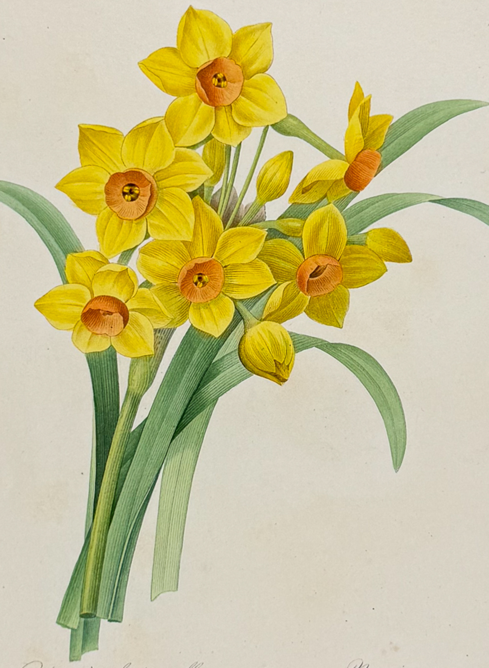 Redoute, Choix, Rare Folio - Daffodil [Narcissus taxetta]