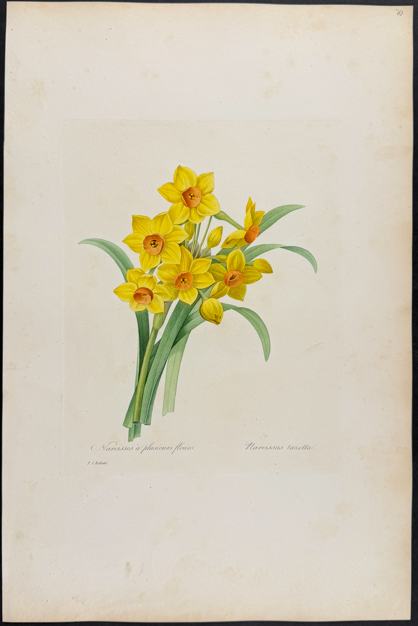 Redoute, Choix, Rare Folio - Daffodil [Narcissus taxetta]