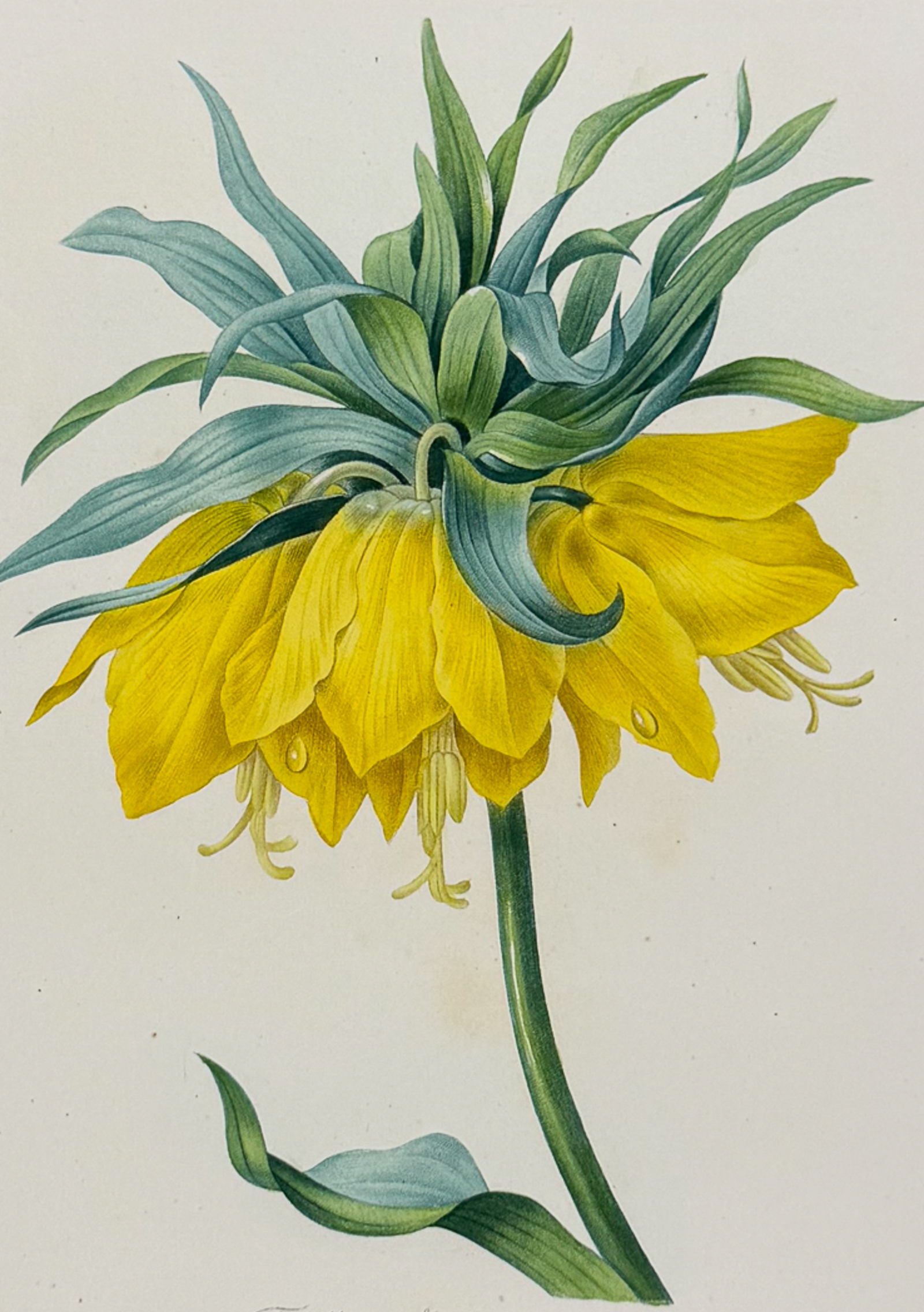 Redoute, Choix, Rare Folio - Crown Imperial Lily [Fritillaire Imperiale var jaune]