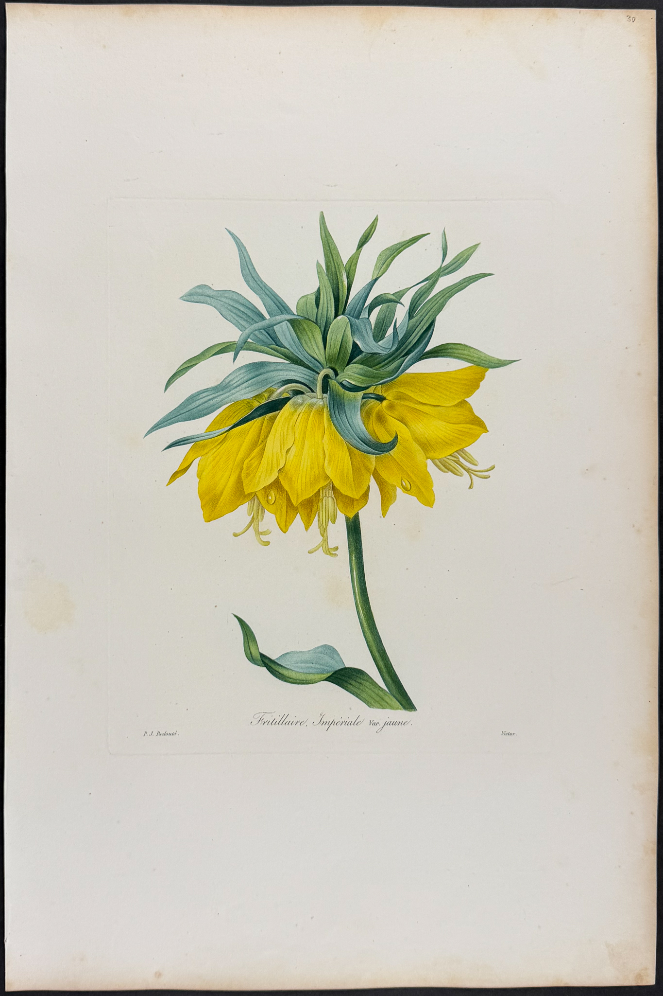 Redoute, Choix, Rare Folio - Crown Imperial Lily [Fritillaire Imperiale var jaune]