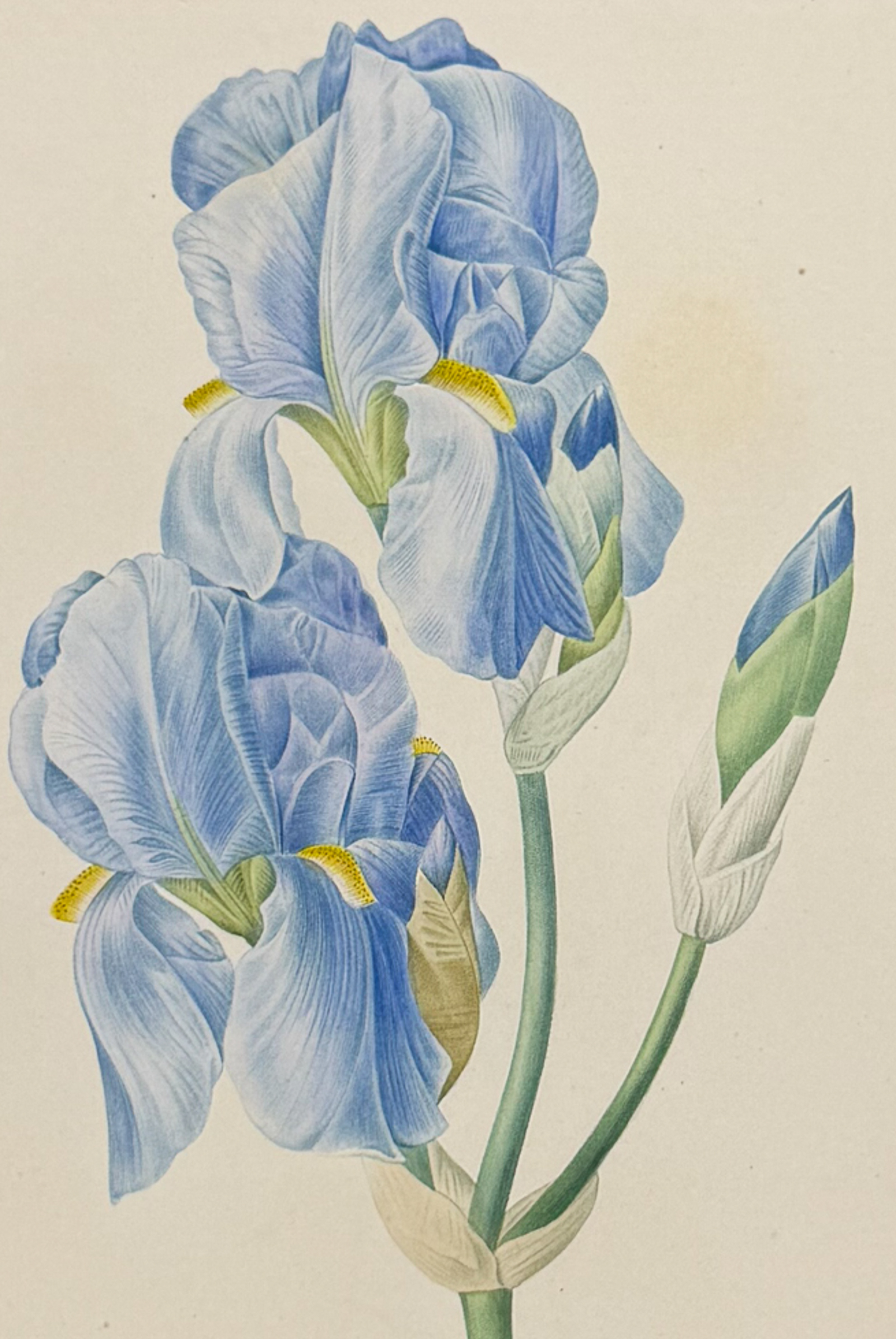 Redoute, Choix, Rare Folio - Iris [Iris pallida]