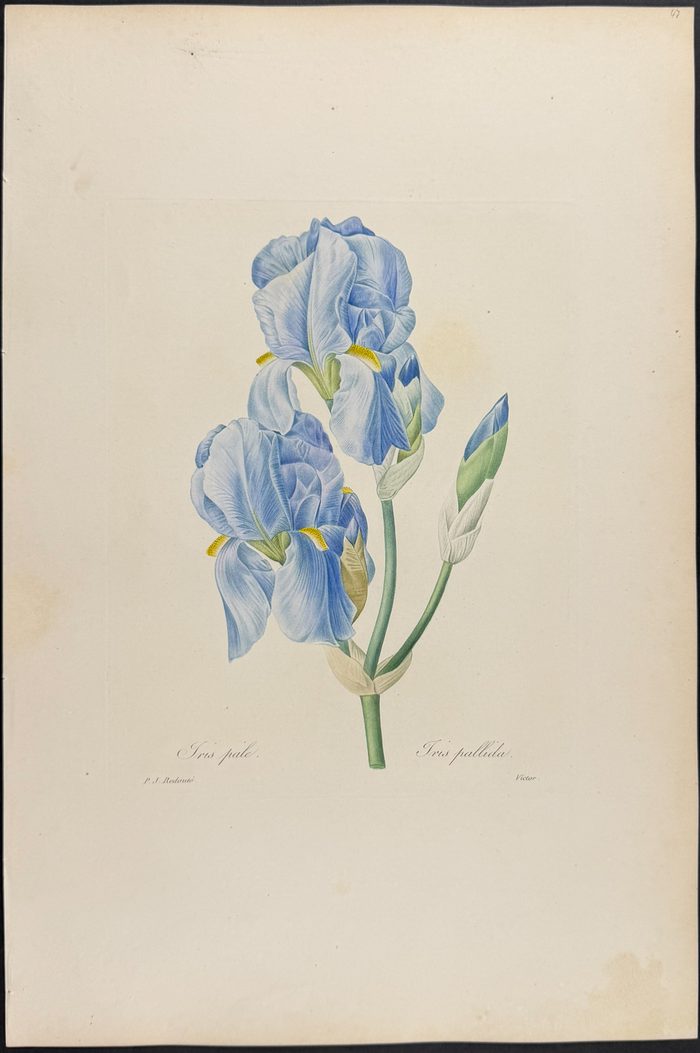 Redoute, Choix, Rare Folio - Iris [Iris pallida]