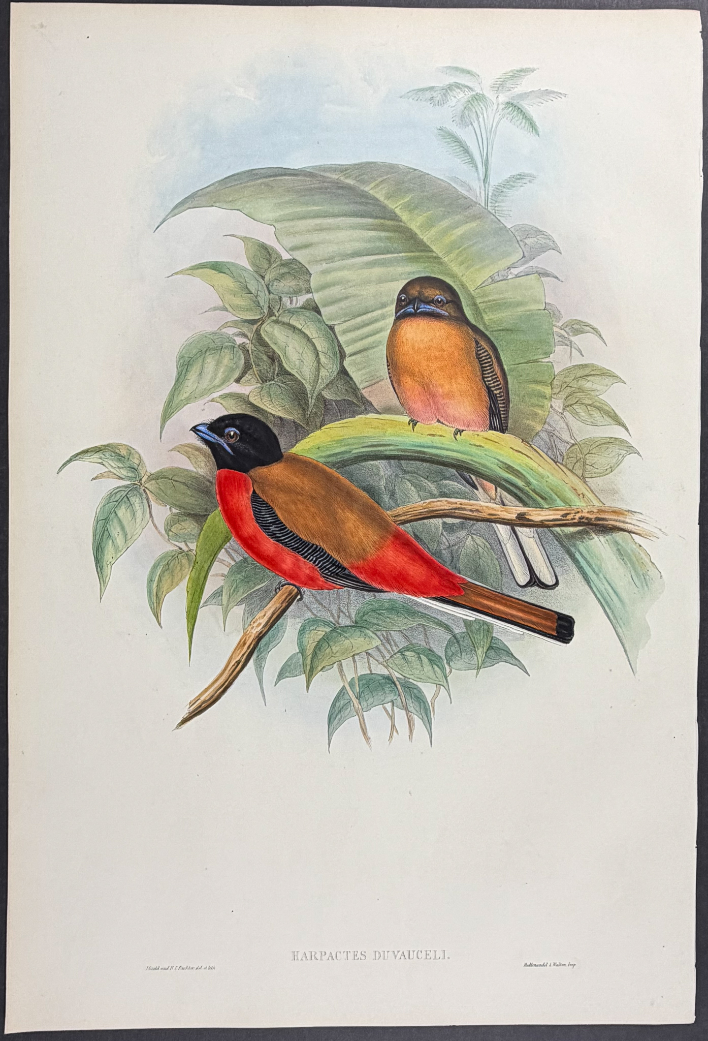 Gould, Asia - Duvaucel's Trogon [Harpactes Duvauceli]