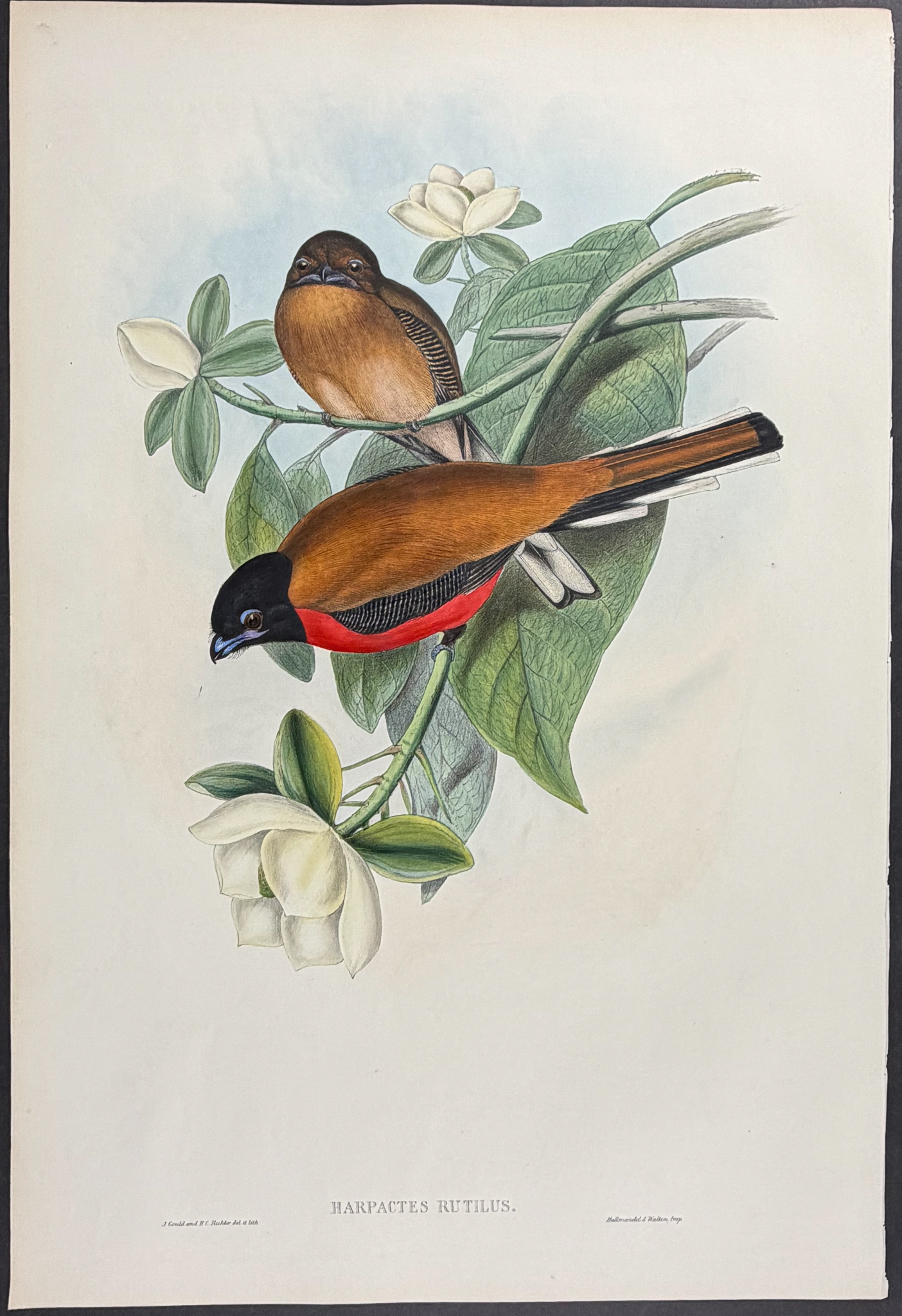 Gould, Asia - Malacca Trogon [Harpactes Rutilus]
