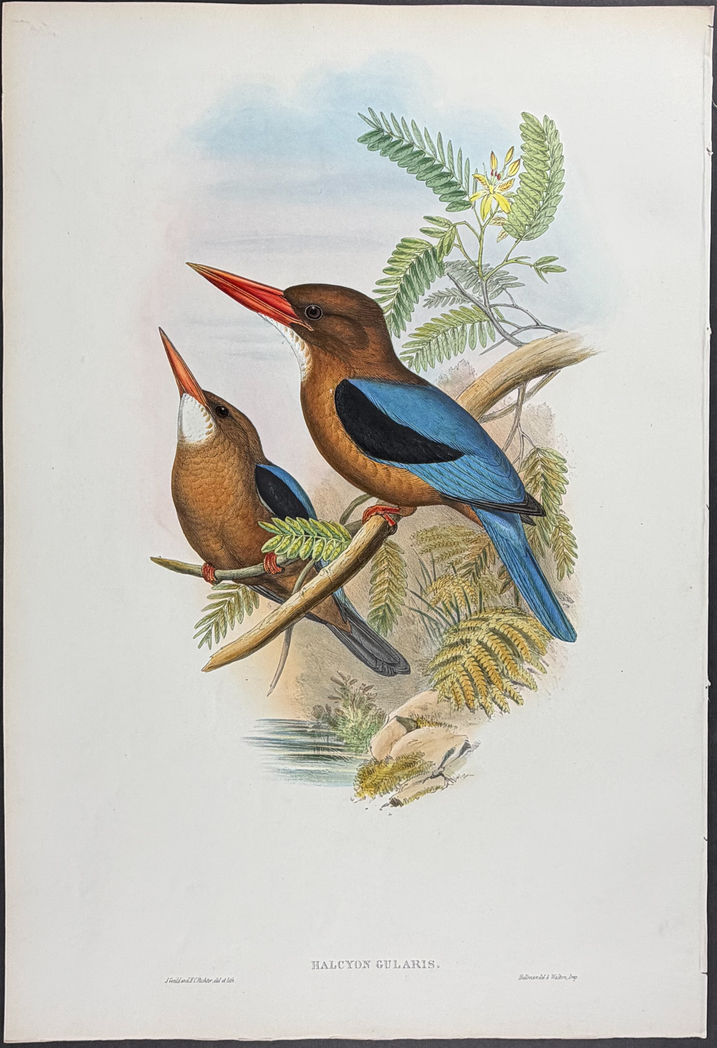 Gould, Asia - Manilla Kingfisher [Halcyon Gularis]