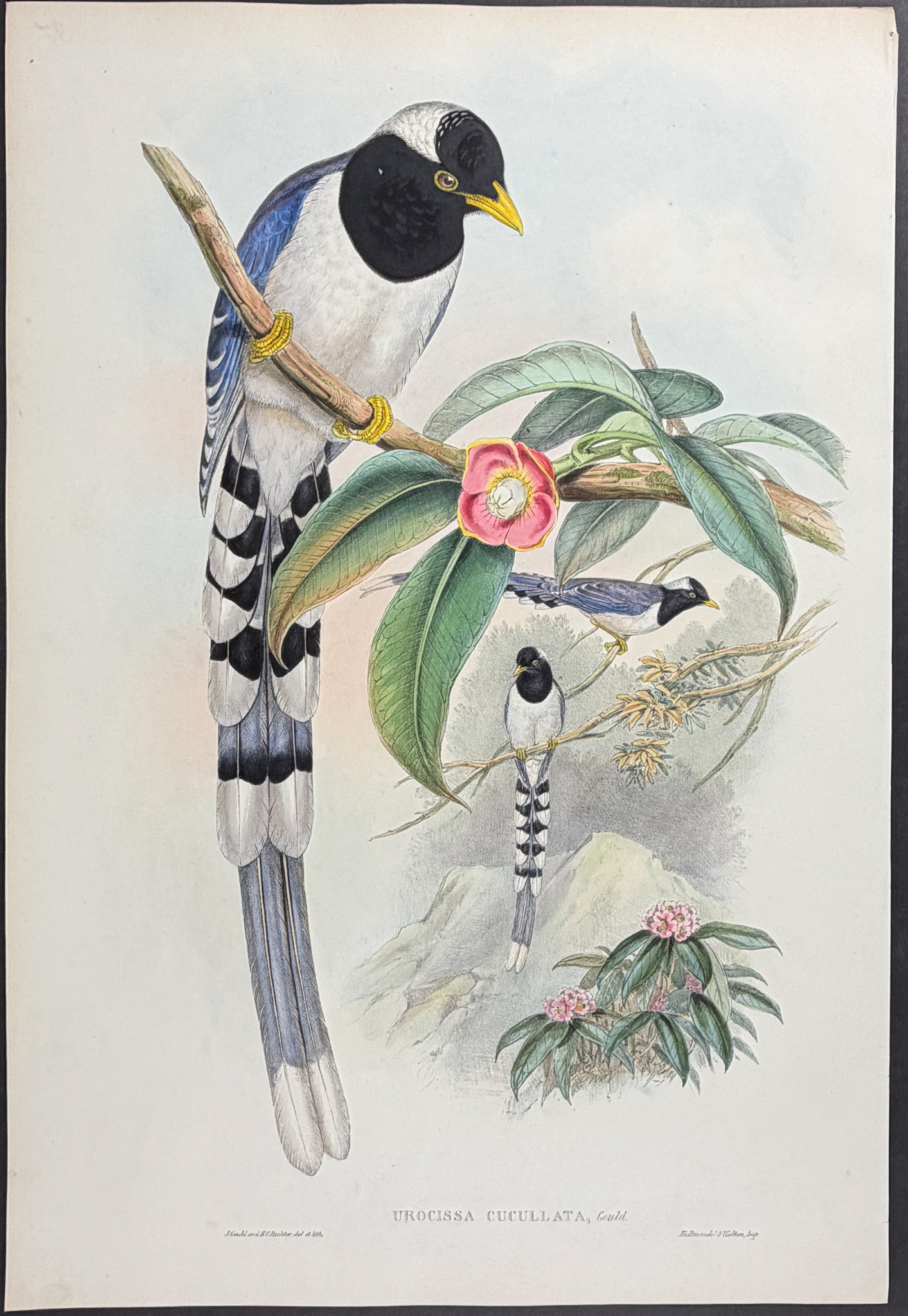 Gould, Asia - White-capped Blue Pie [Urocissa Cucullata]