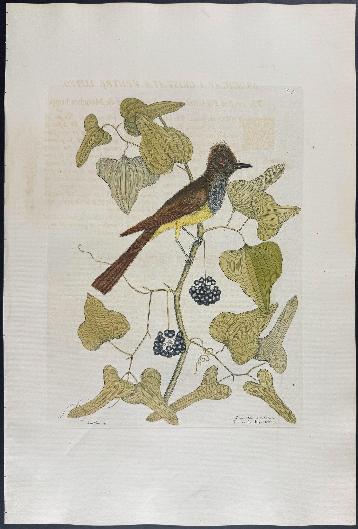 Catesby, Folio - Crested Flycatcher. 1-52
