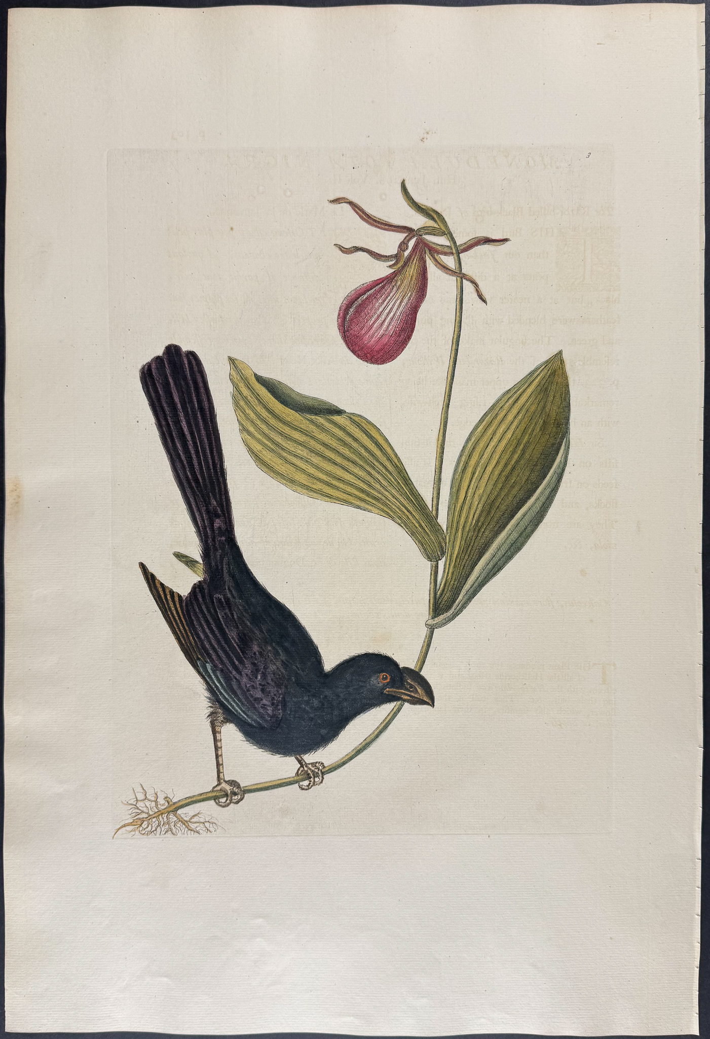 Catesby, Folio - Razor-billed Backbird of Jamaica with Lady's Slipper Orchid. Sup-3