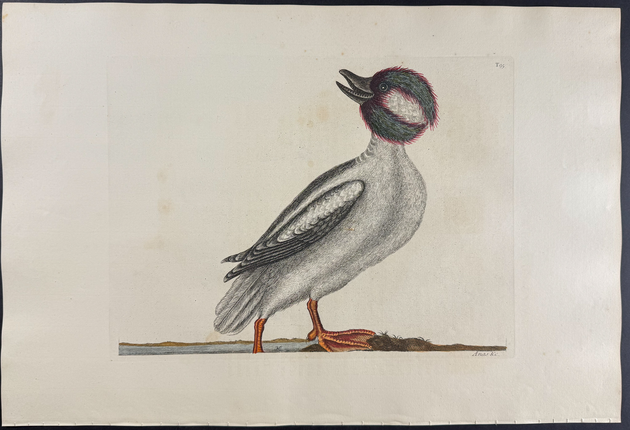 Catesby, Folio - Buffel's Head Duck. 1-95