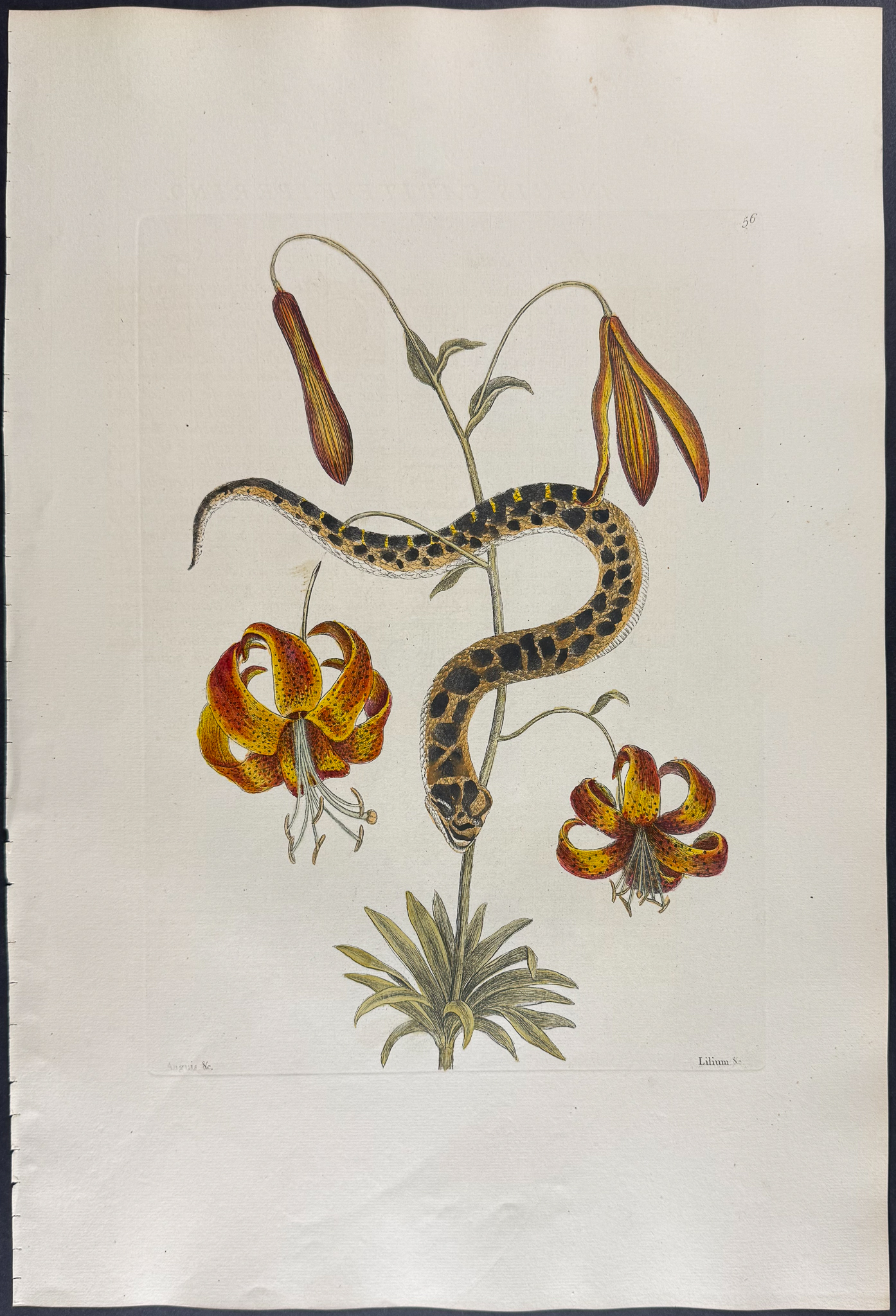 Catesby, Folio - Hog-Nose Snake with Michaux’s Lily. 2-56