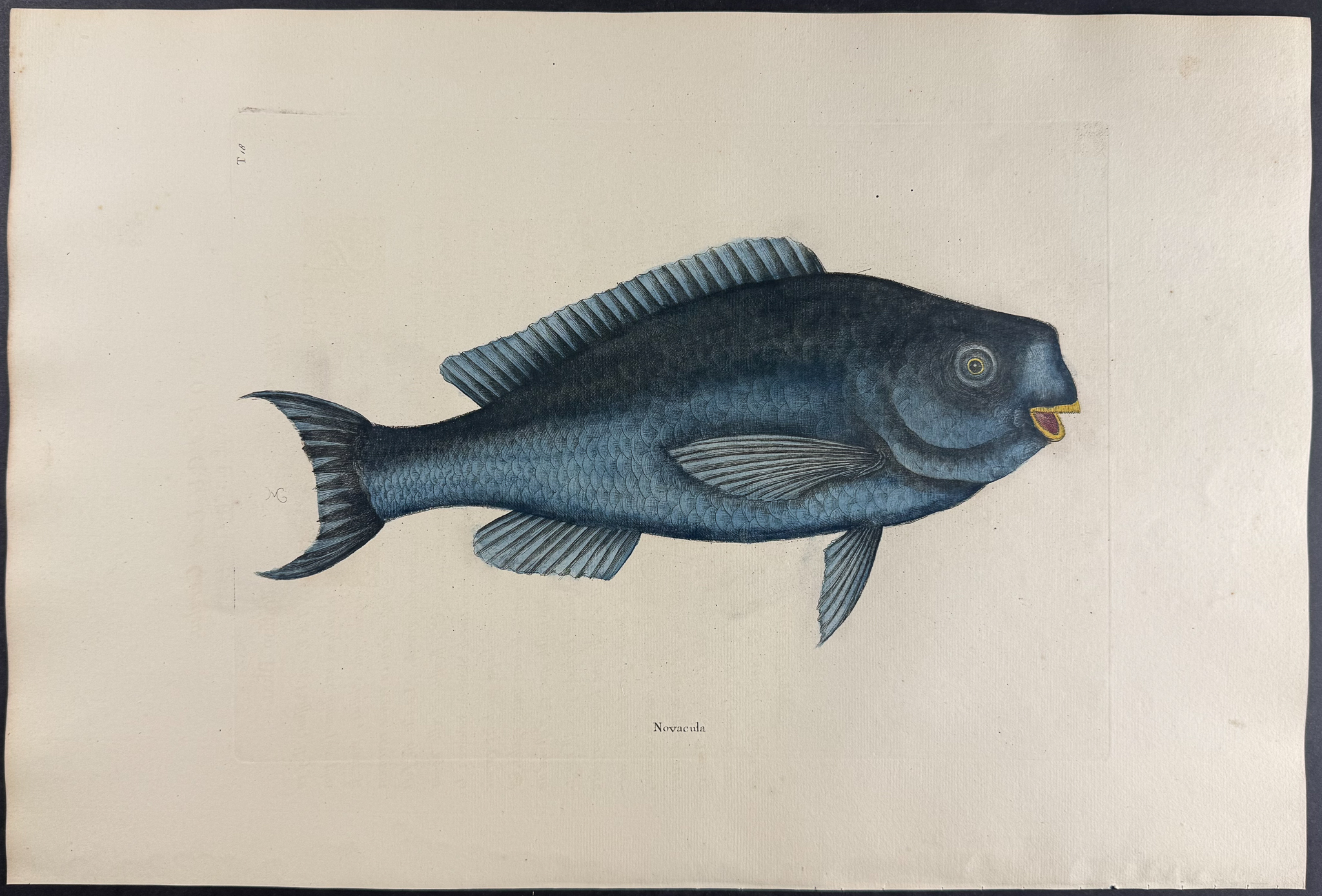 Catesby, Folio - Blue Fish. 2-18