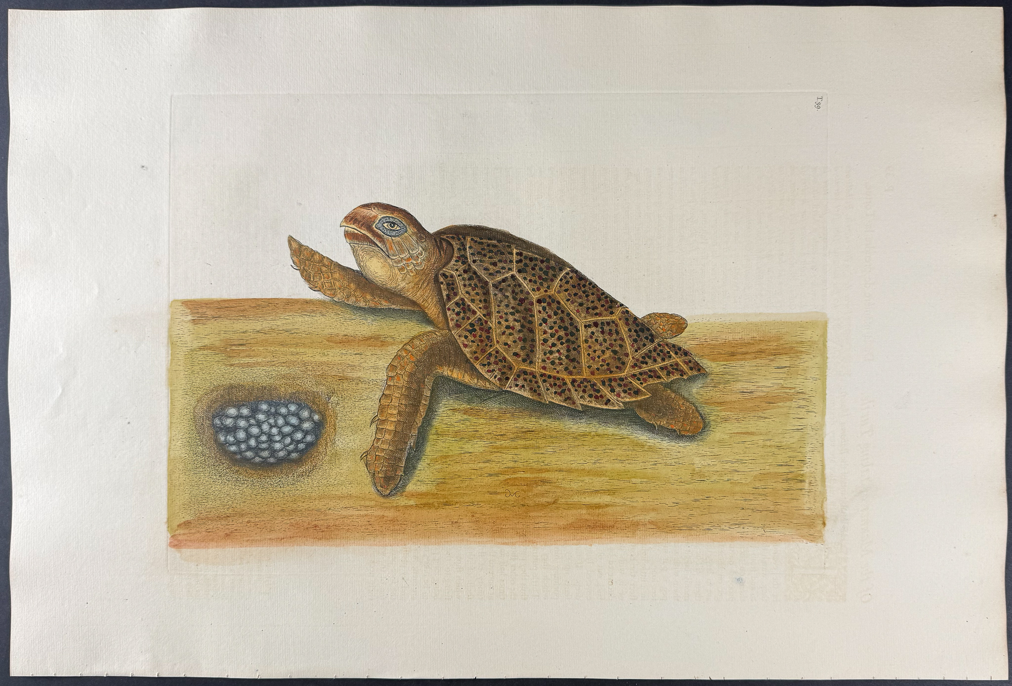 Catesby, Folio - Hawks Bill Turtle. 2-39