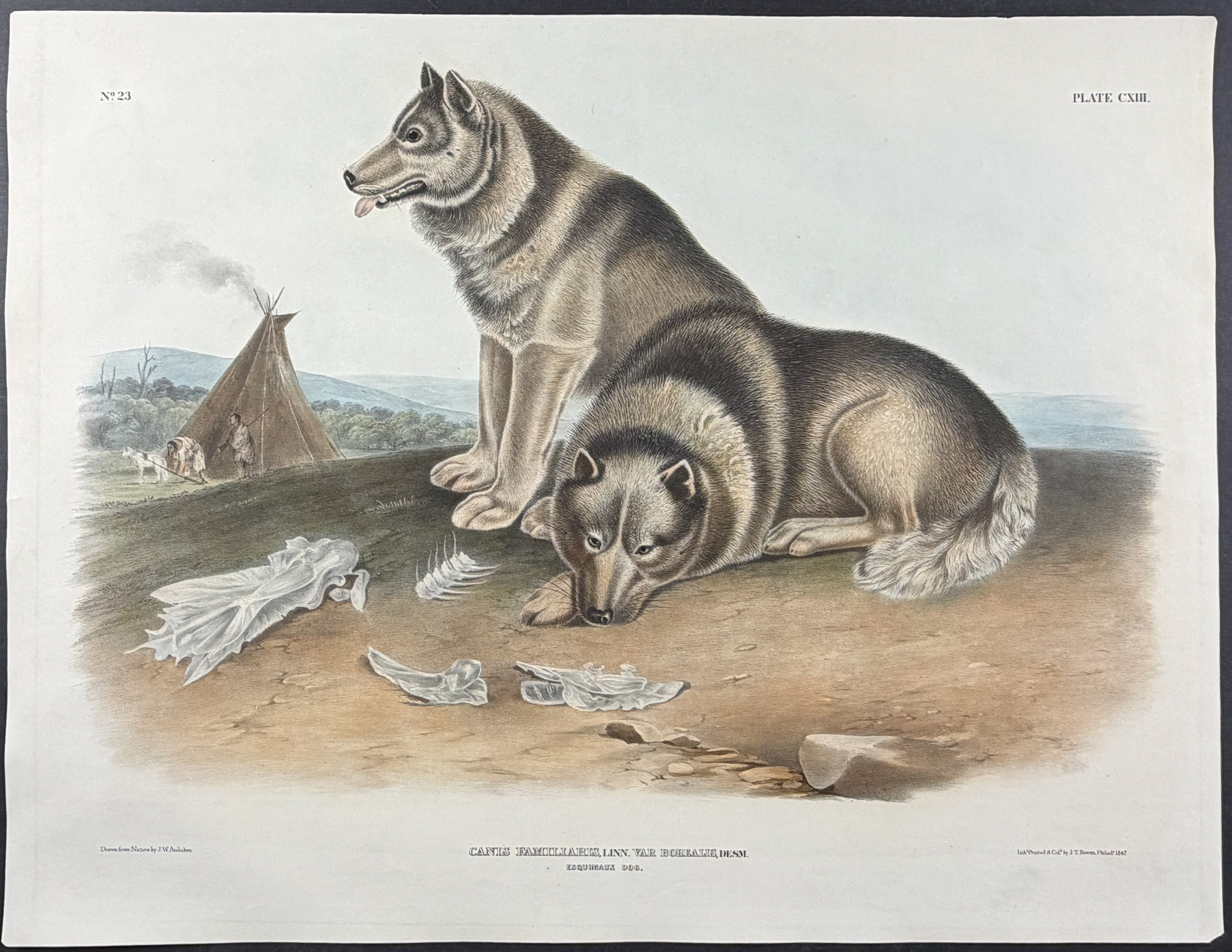 Audubon, Imperial Folio - Esquimaux Dog. 113