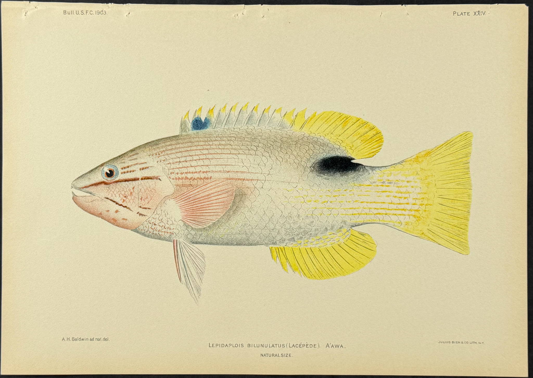 Bien, Hawaii - Fish [Lepidaplois Bilunulatus]