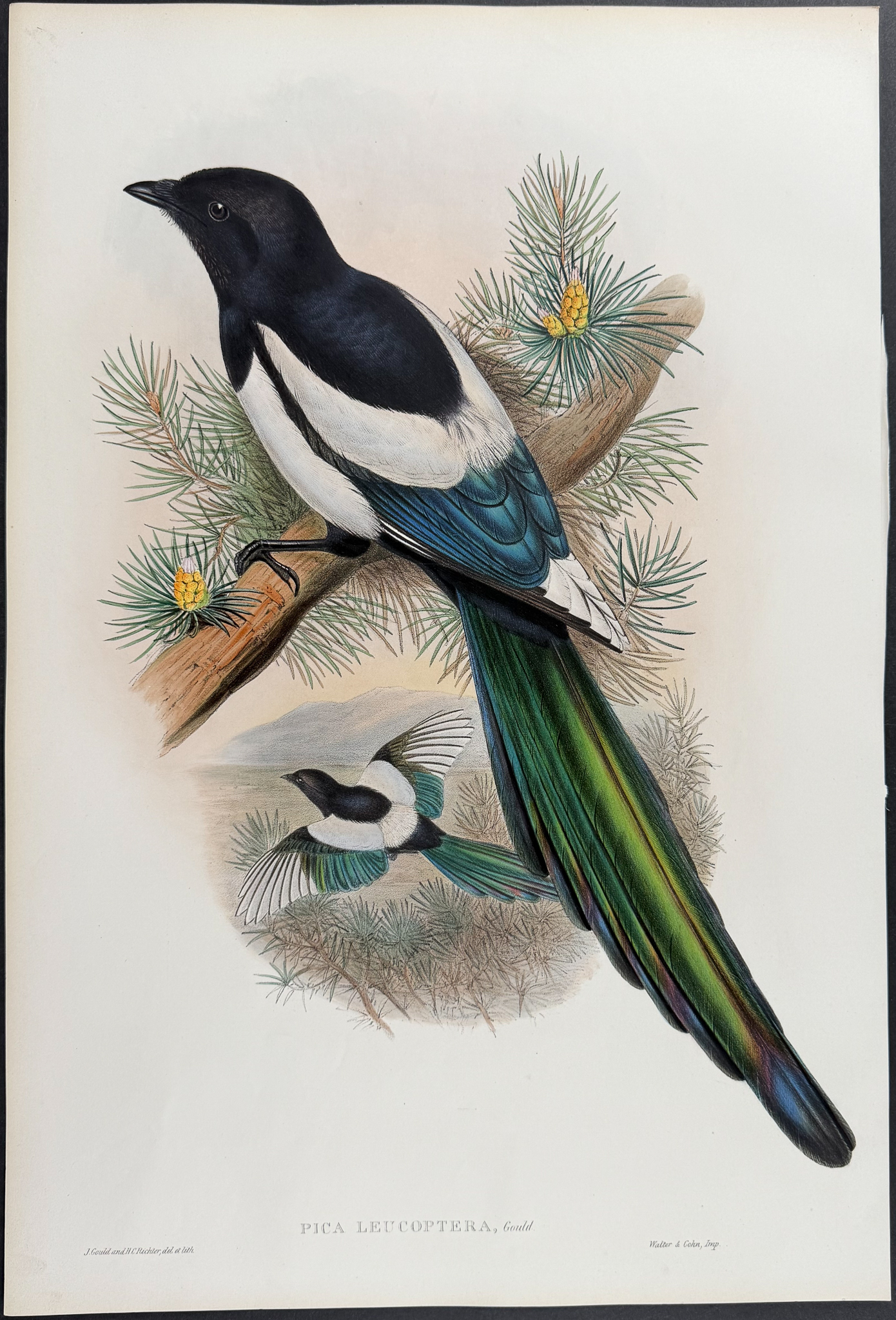 Gould, Asia - White-winged Magpie [Pica Leucoptera]