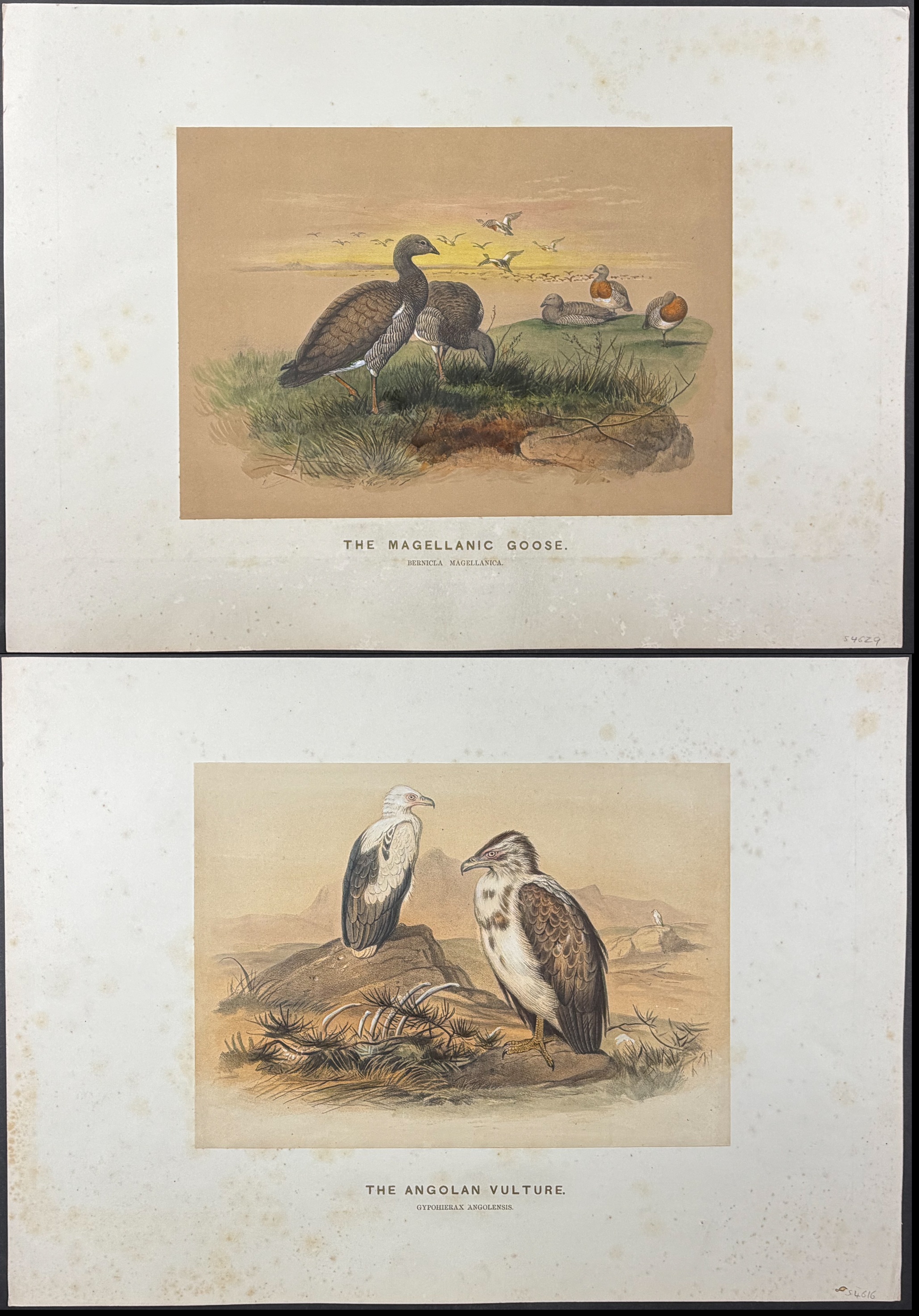 Wolf - 4 Folio Bird Lithographs