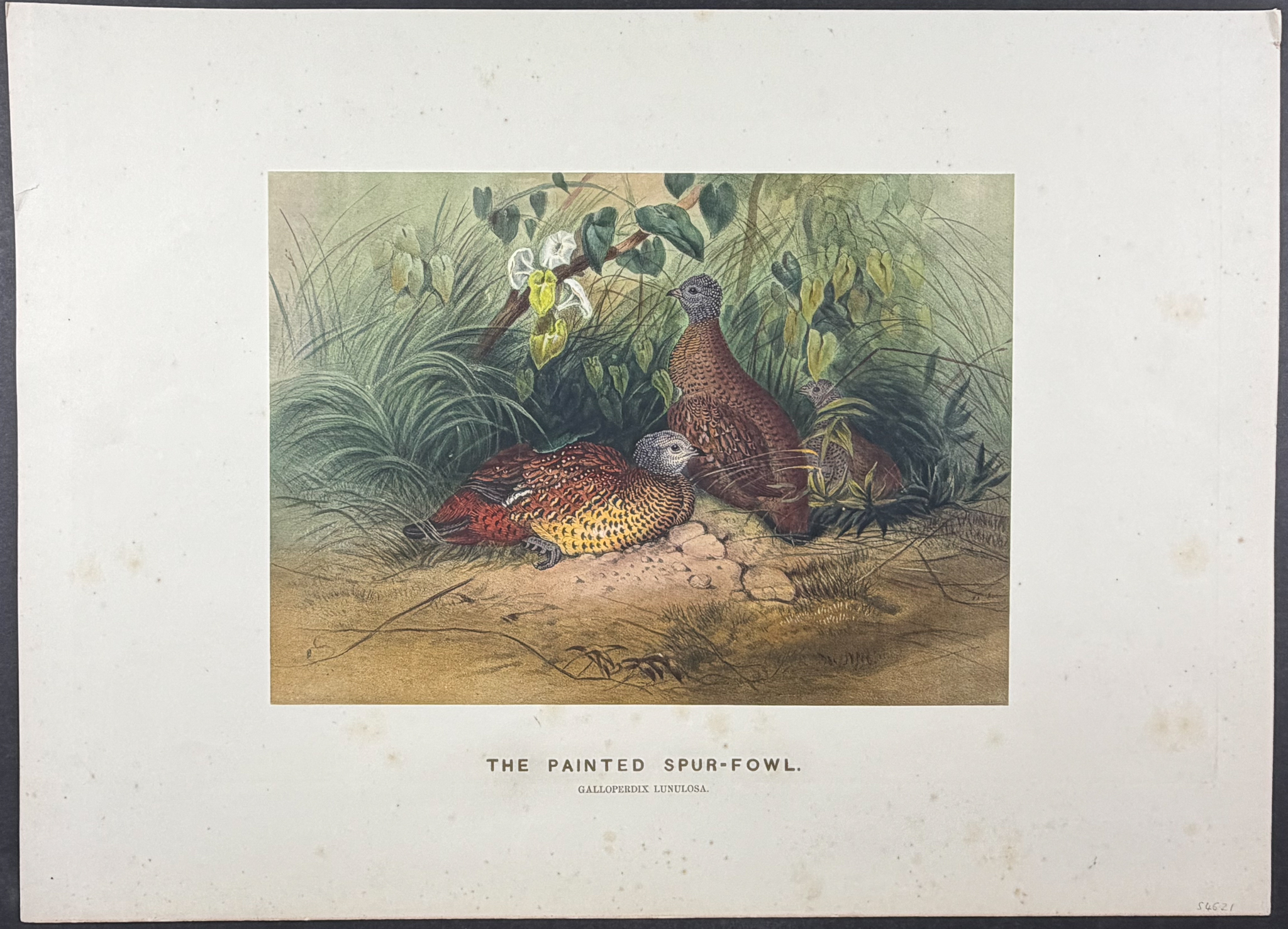 Wolf - 4 Folio Bird Lithographs