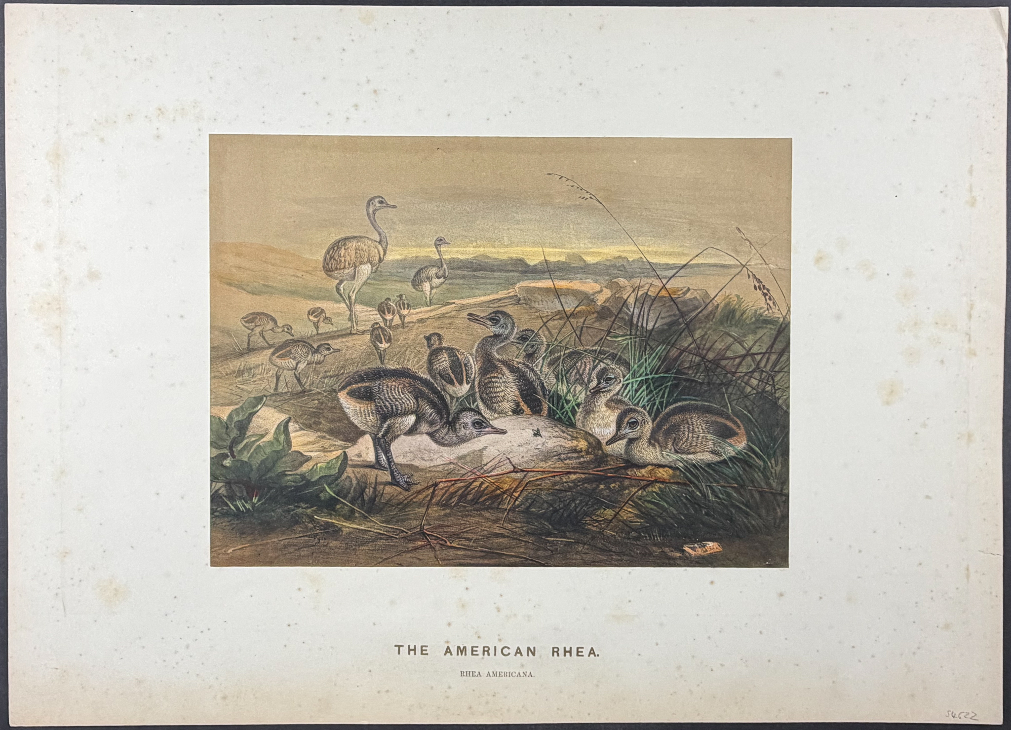 Wolf - 4 Folio Bird Lithographs