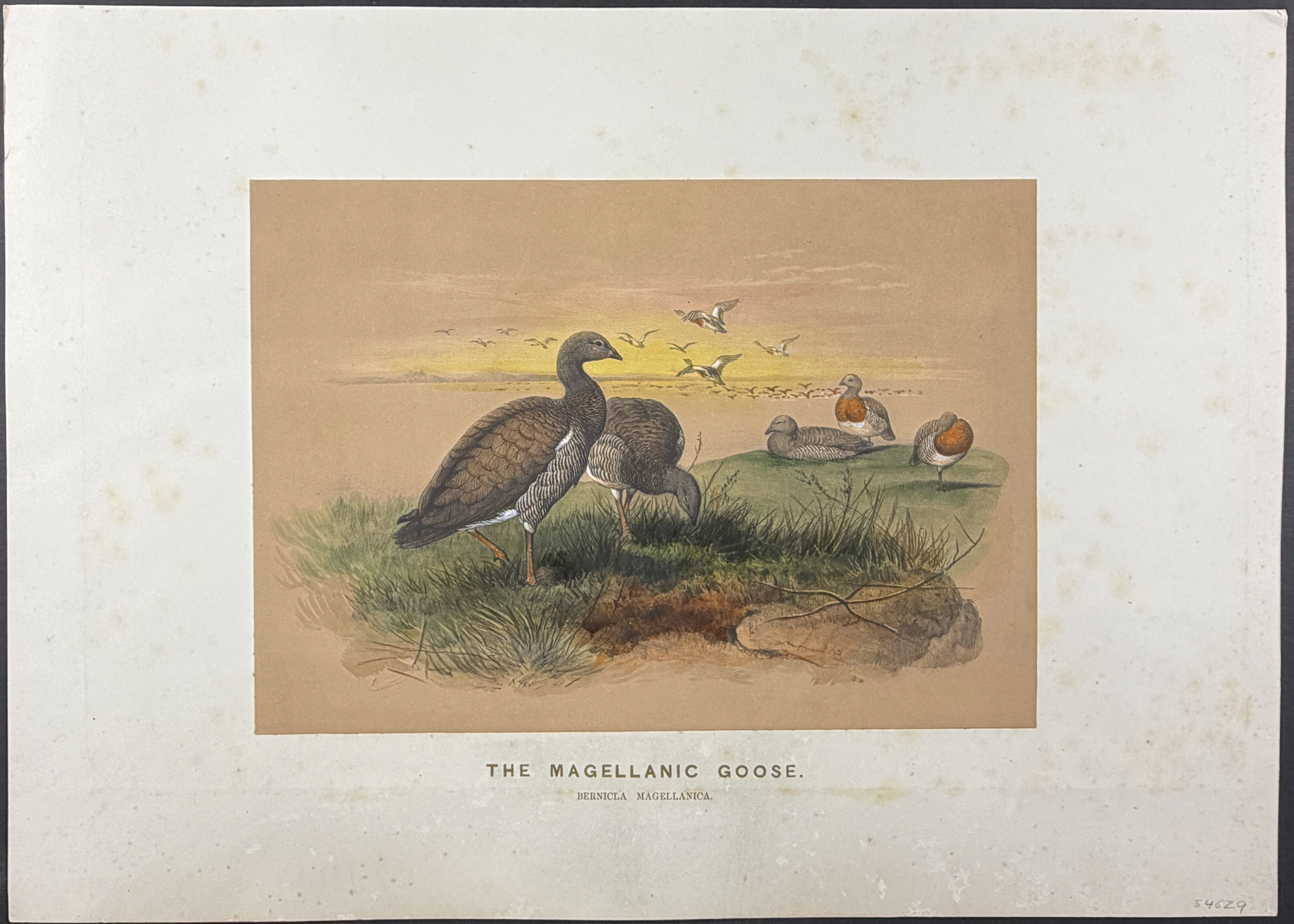 Wolf - 4 Folio Bird Lithographs