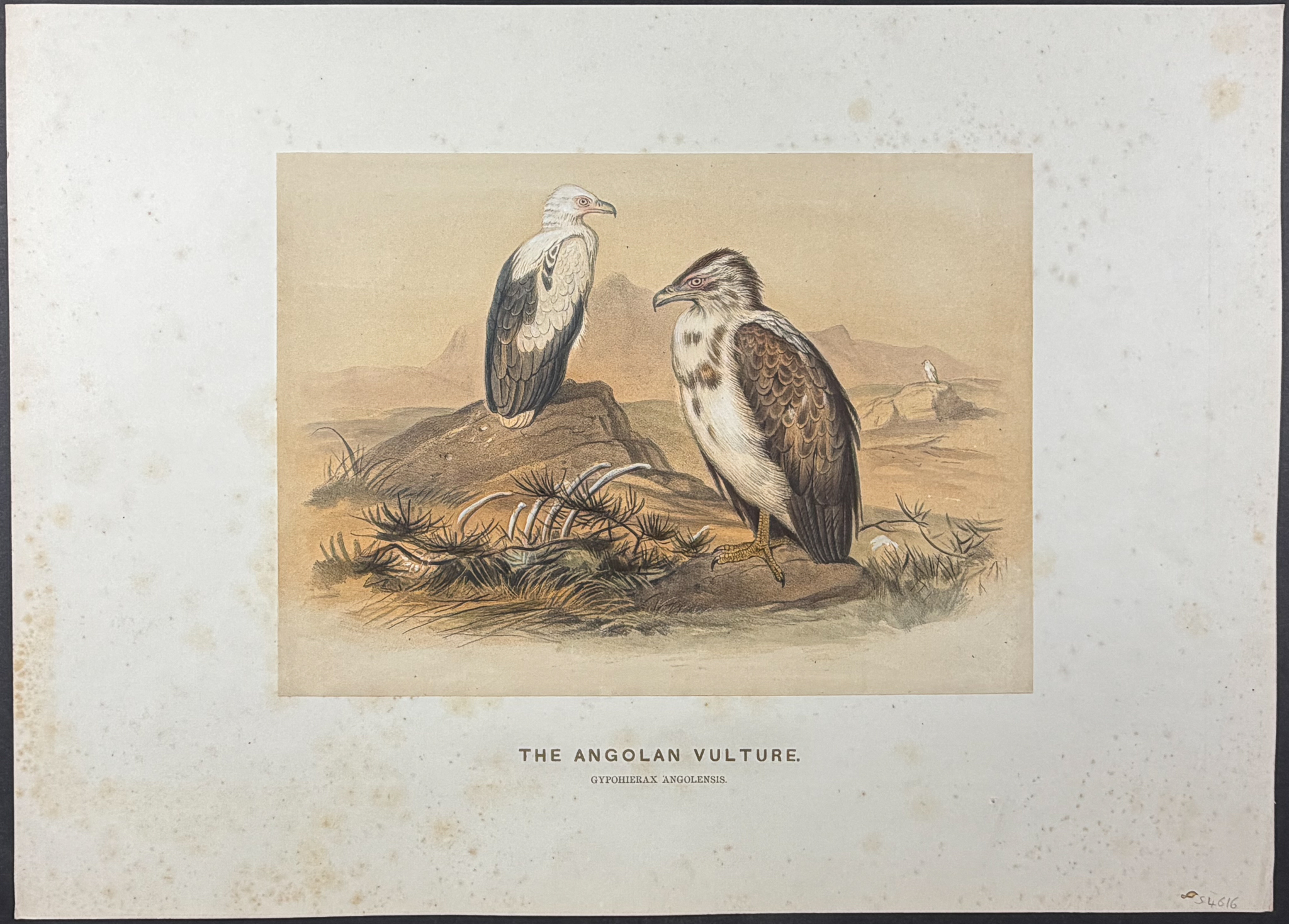 Wolf - 4 Folio Bird Lithographs