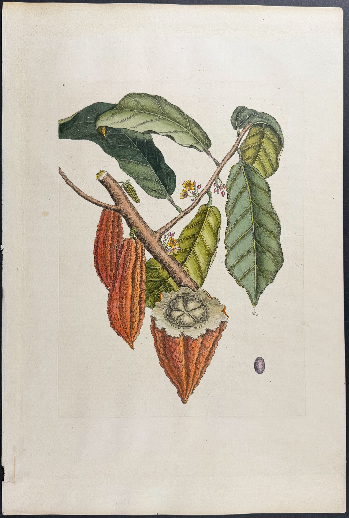 Catesby, Folio - Cacao Tree (Chocolate). Sup-6
