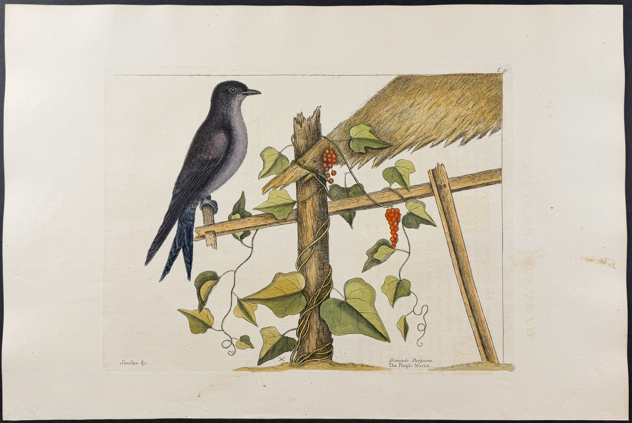 Catesby, Folio - Purple Martin. 1-51