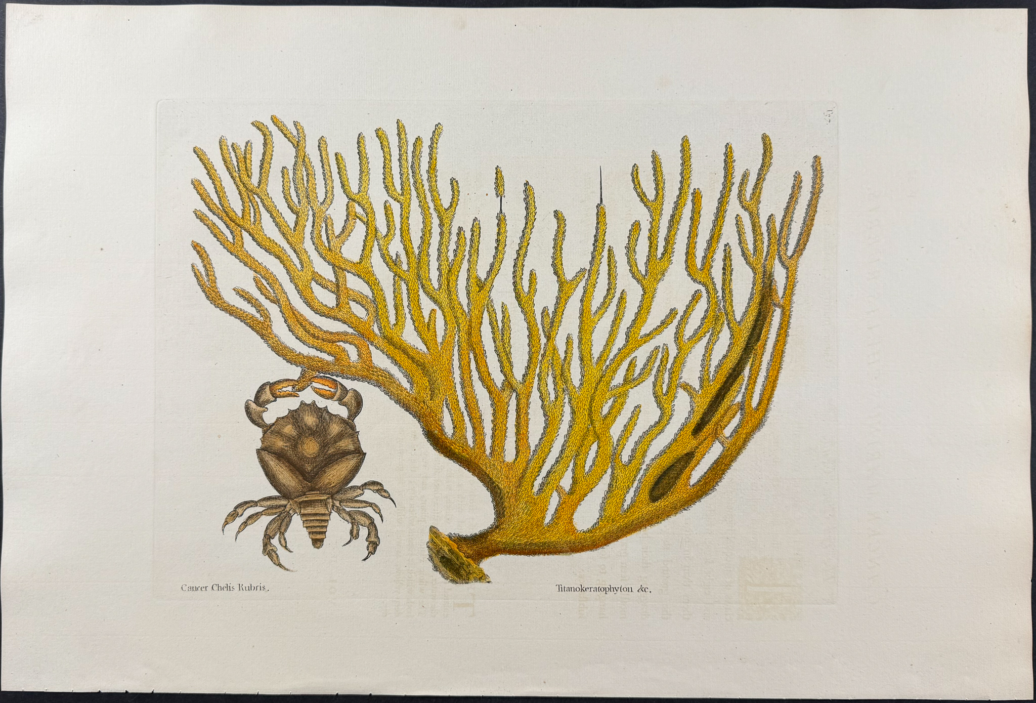 Catesby, Folio - Red Claw Crab with Gorgonian. 2-37