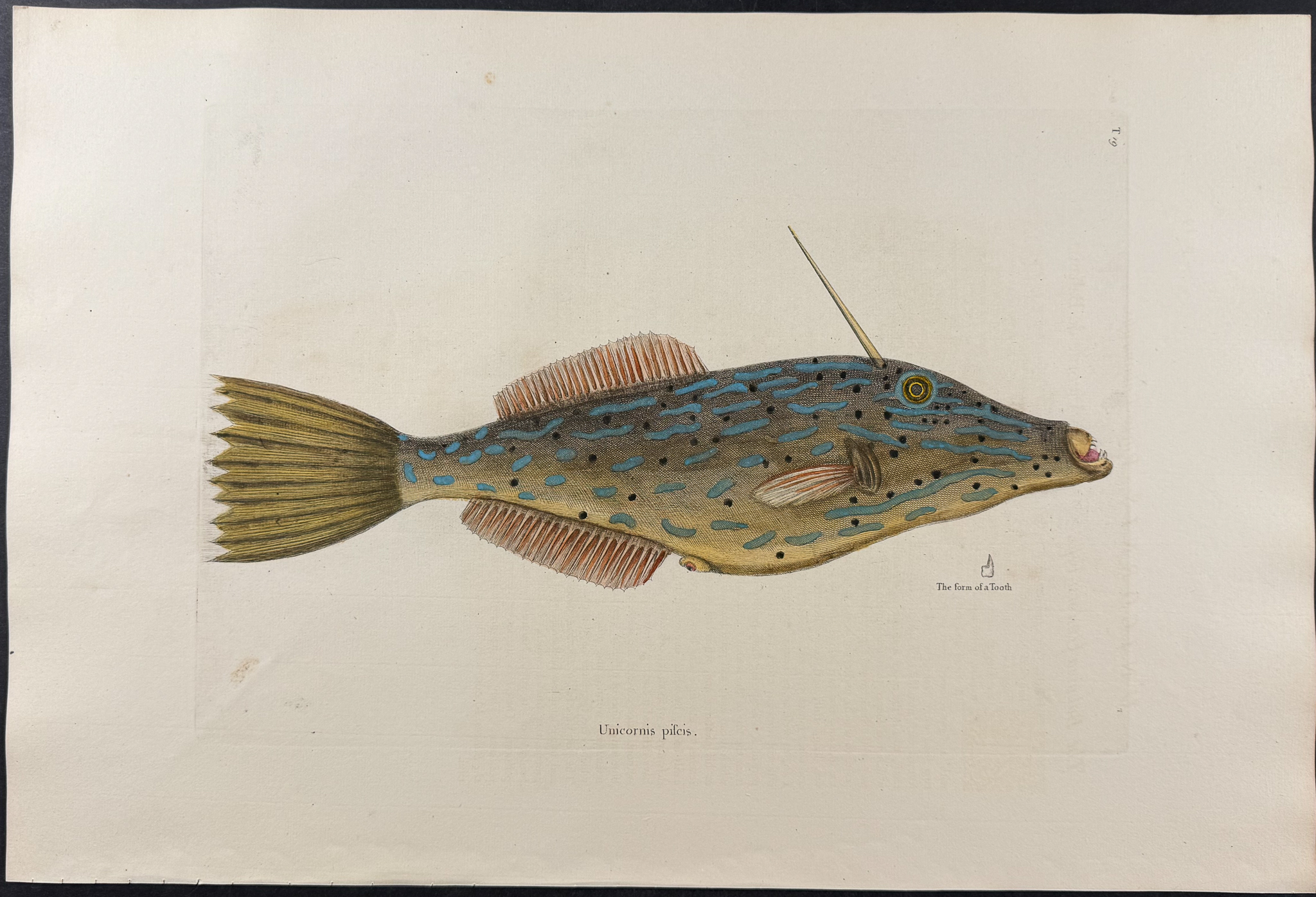 Catesby, Folio - Bahama Unicorn Fish. 2-19