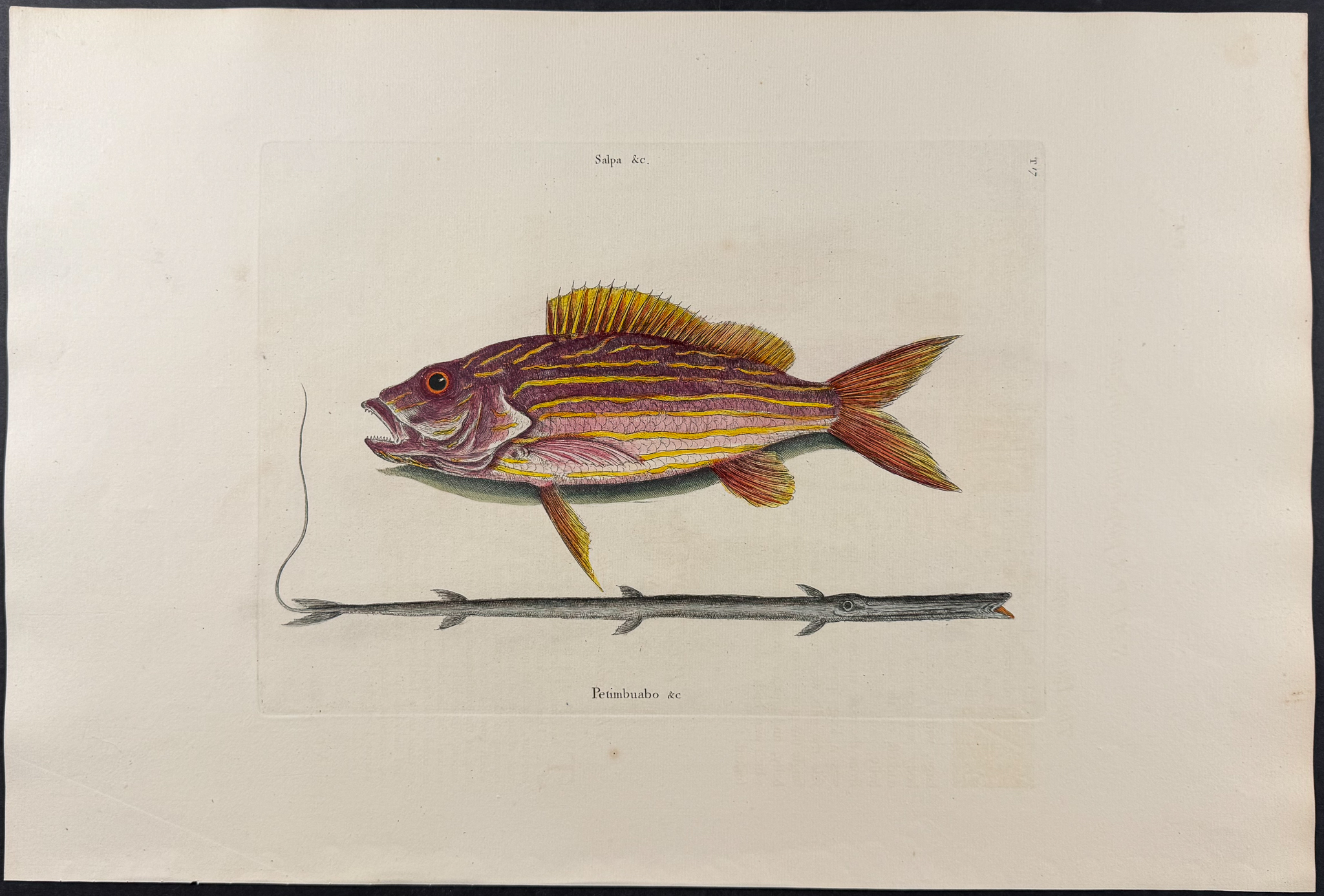 Catesby, Folio - Lane Snapper & Tobacco-Pipe Fish. 2-17