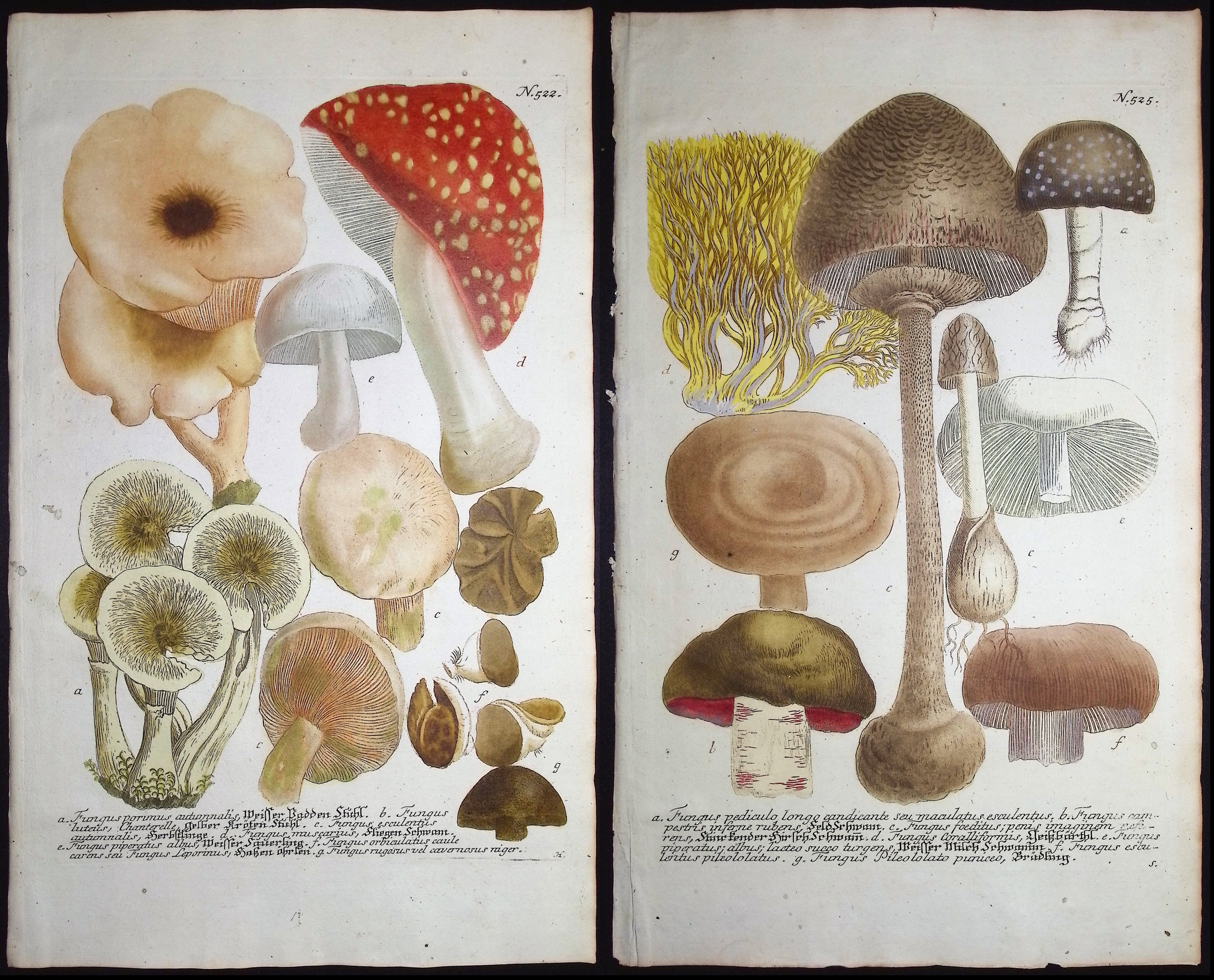 Weinmann - 4 Mushroom Engravings