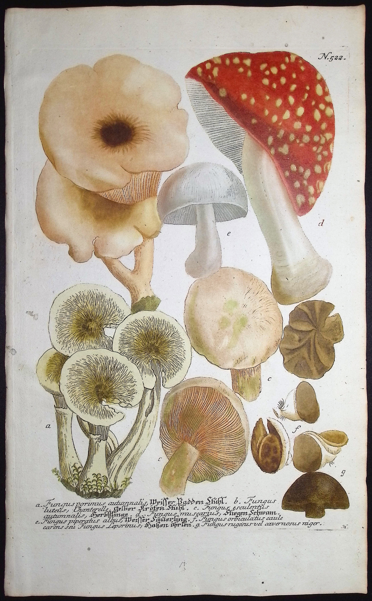 Weinmann - 4 Mushroom Engravings