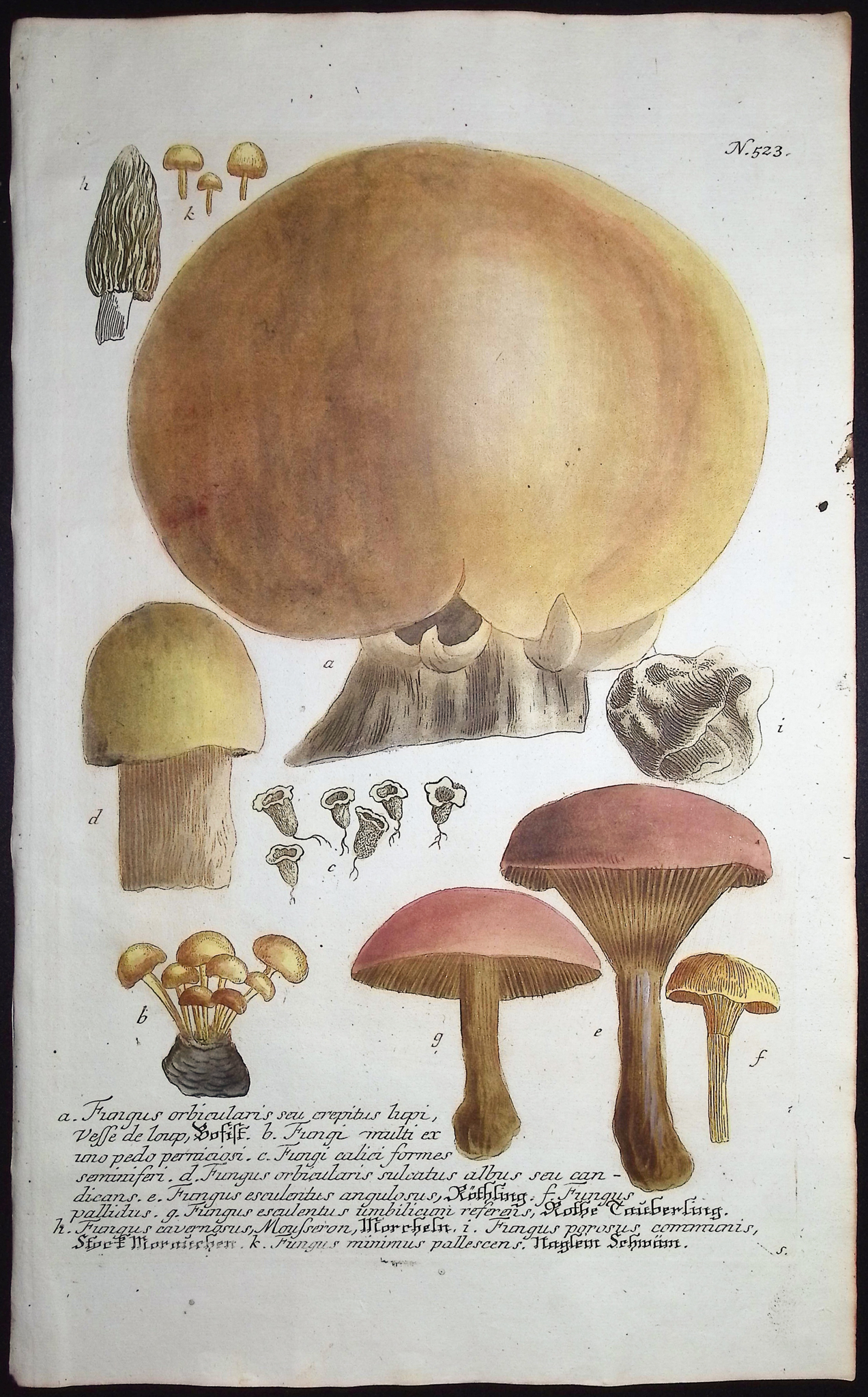Weinmann - 4 Mushroom Engravings