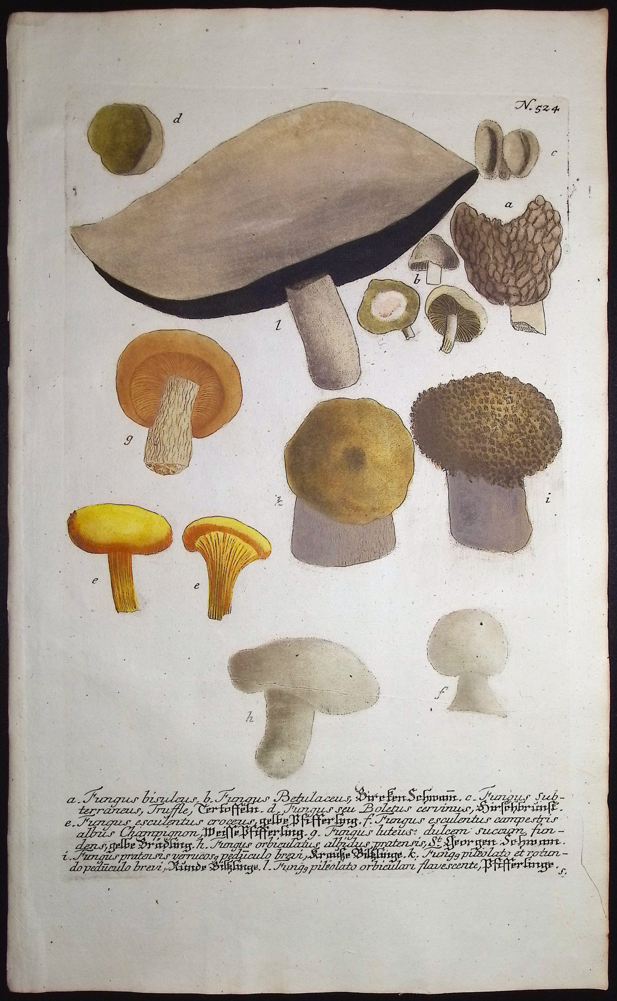 Weinmann - 4 Mushroom Engravings