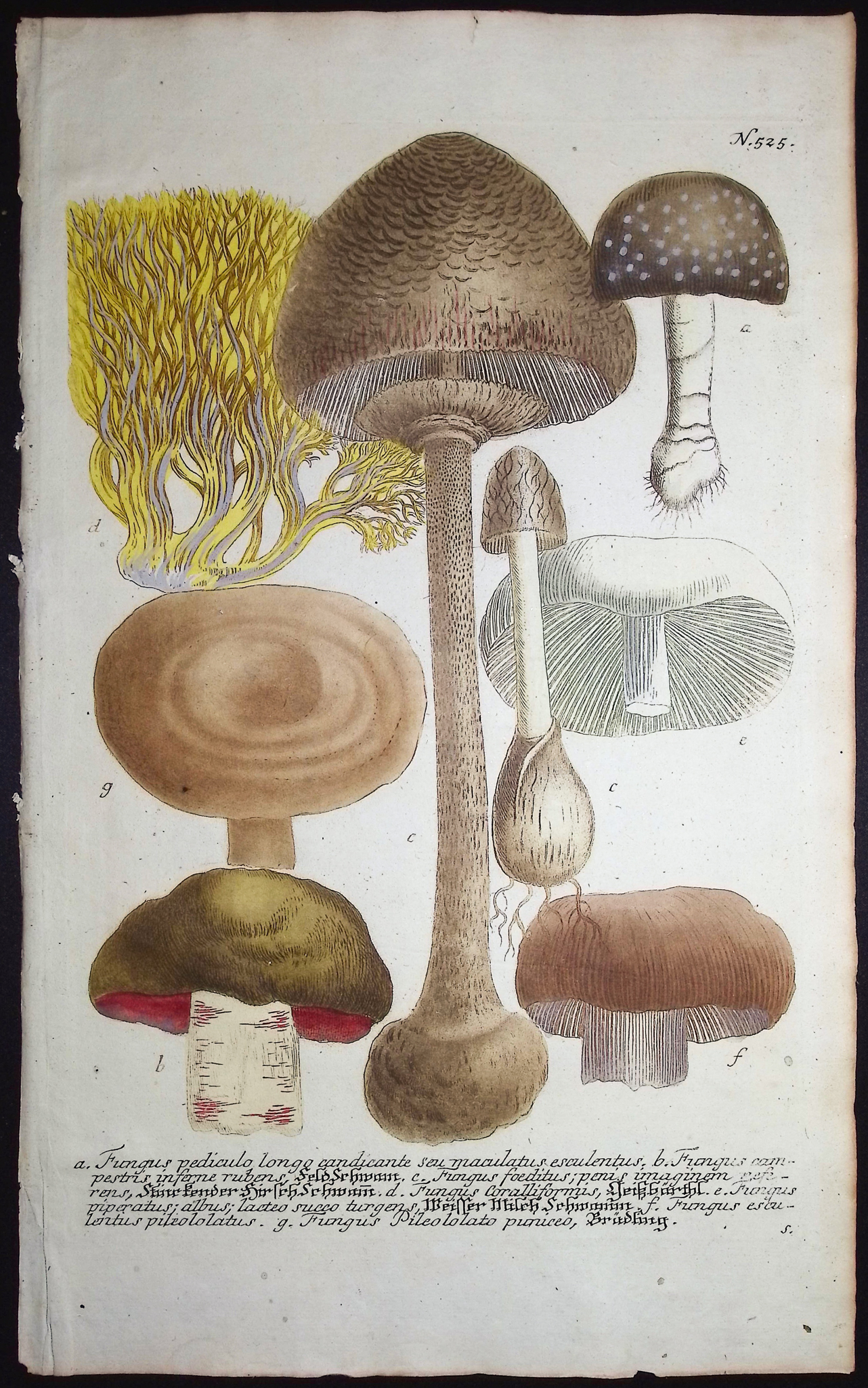 Weinmann - 4 Mushroom Engravings