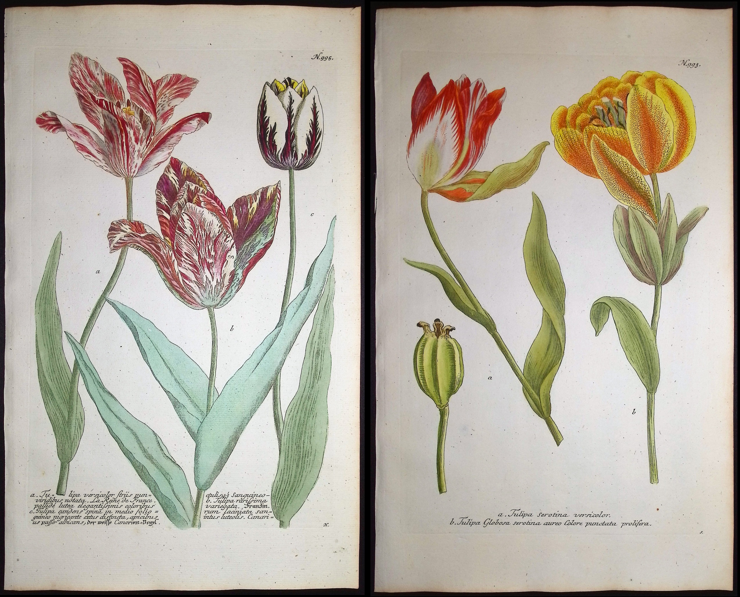 Weinmann - 4 Tulip Engravings