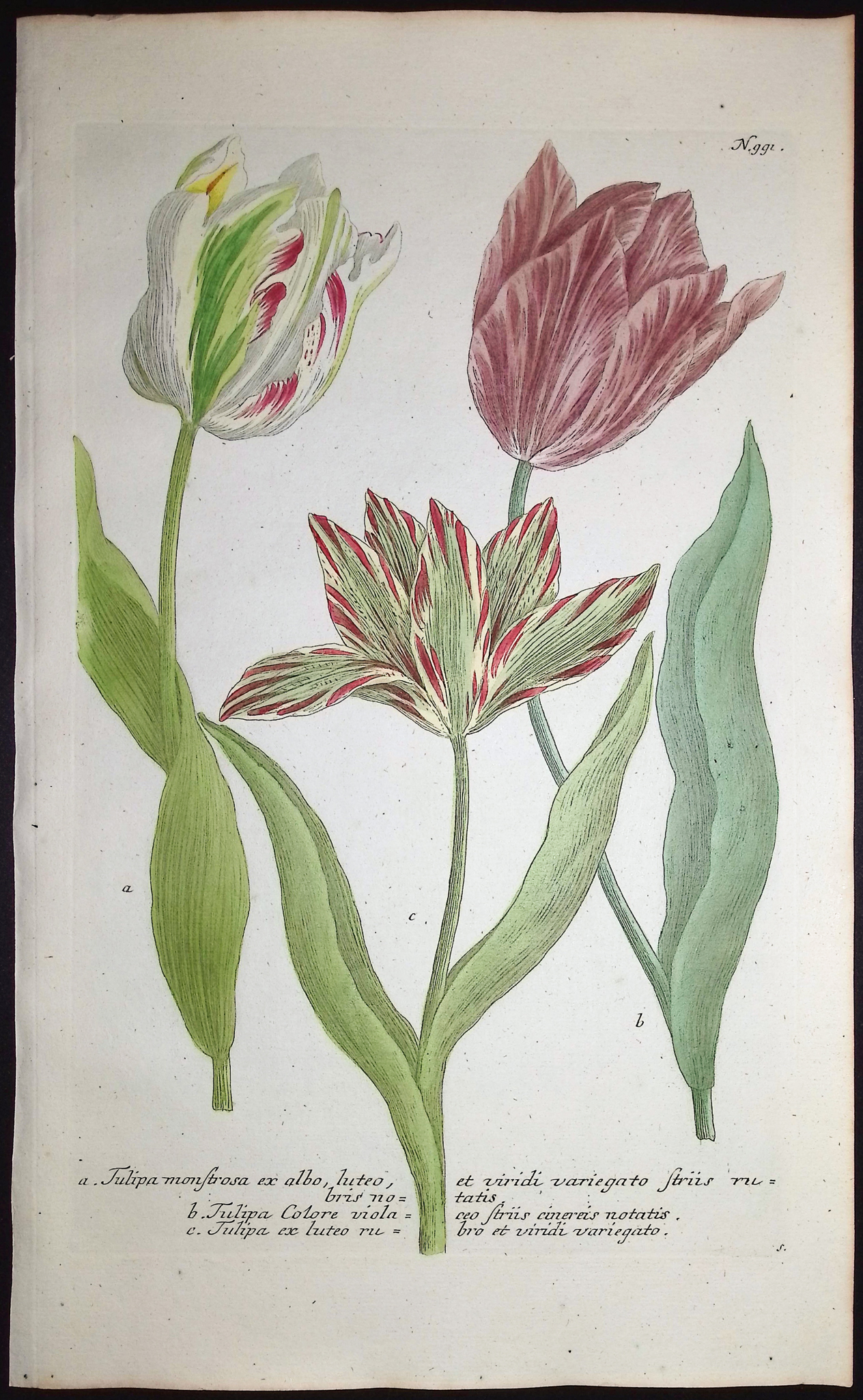 Weinmann - 4 Tulip Engravings