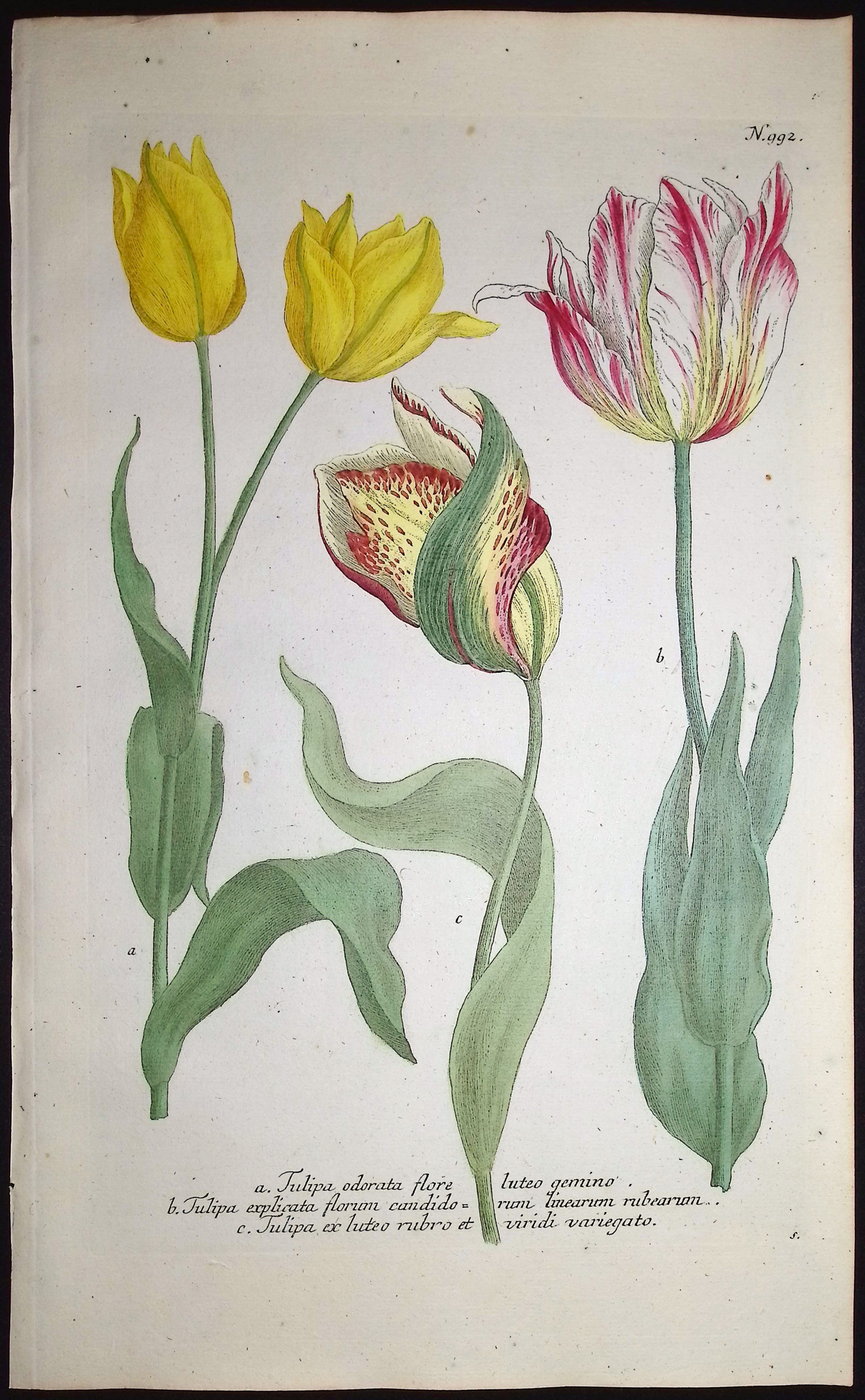 Weinmann - 4 Tulip Engravings