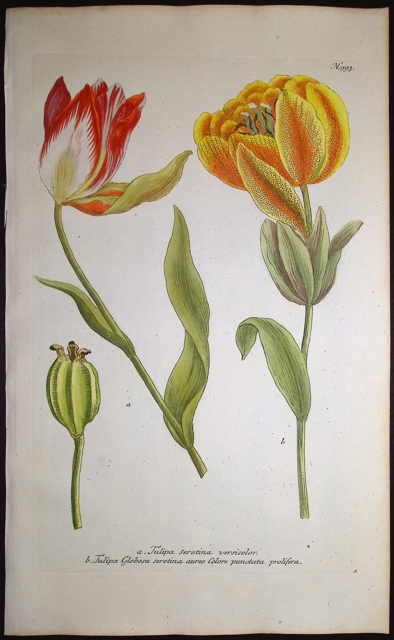 Weinmann - 4 Tulip Engravings