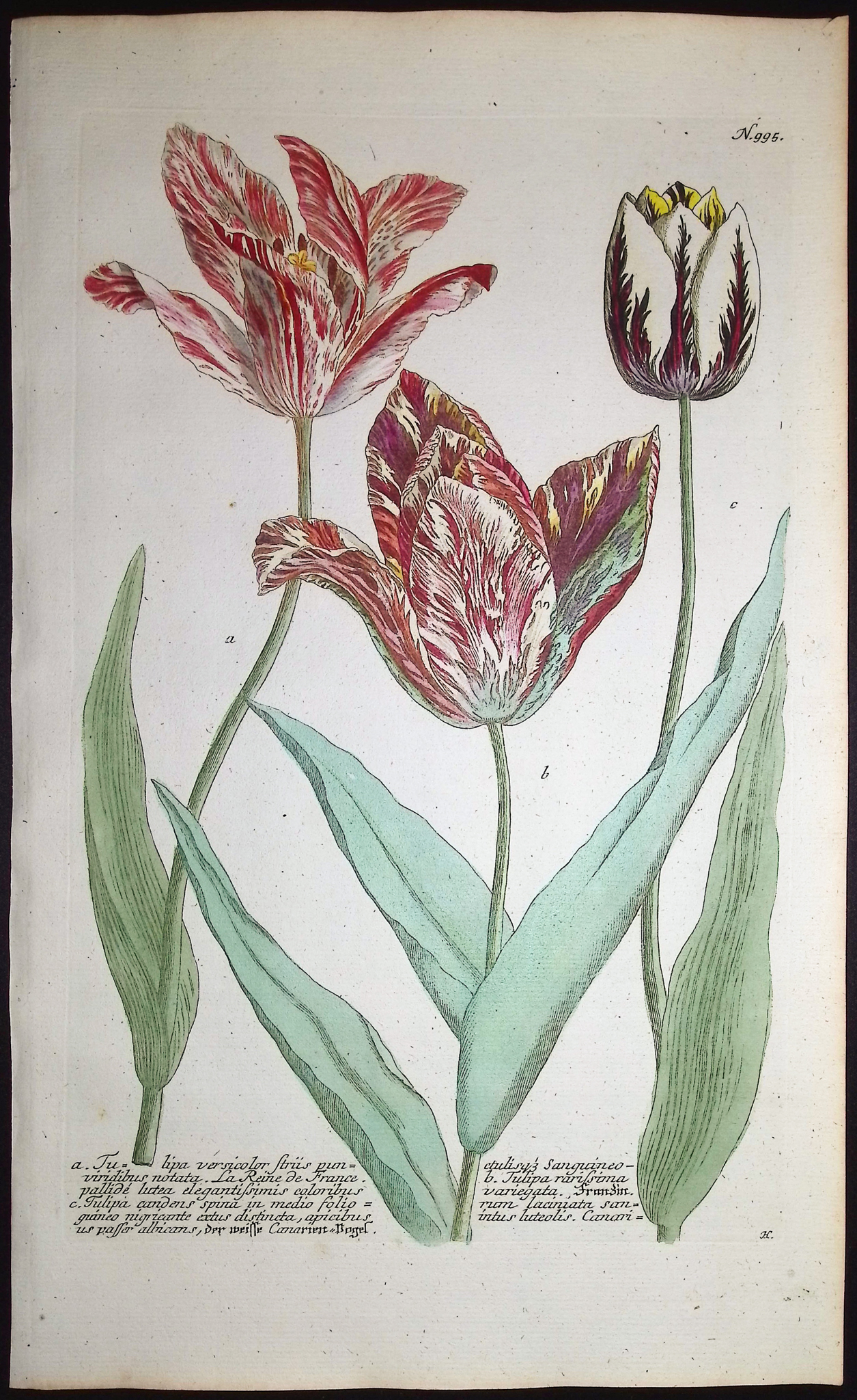 Weinmann - 4 Tulip Engravings