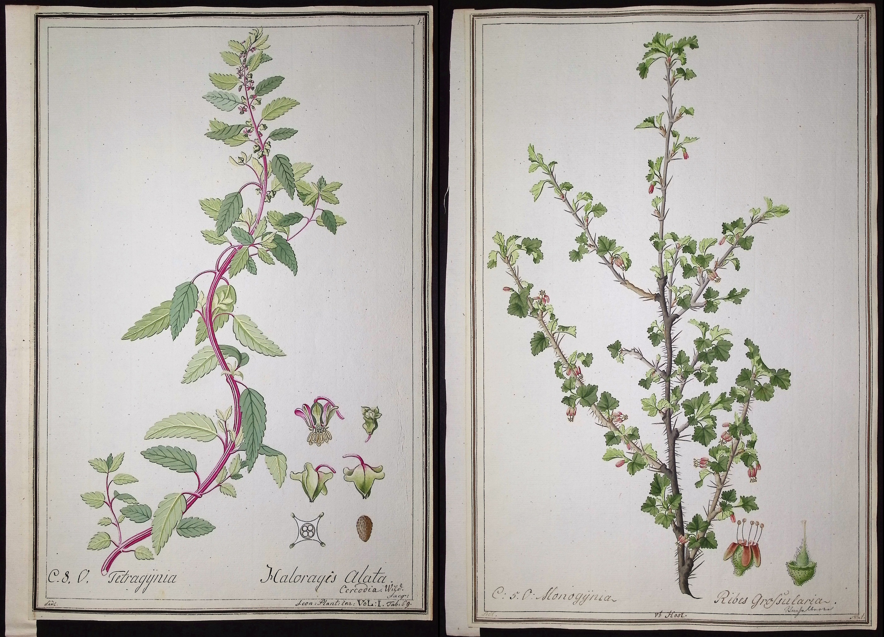 8 Original Botanical Watercolors (according to Linnaeus system)