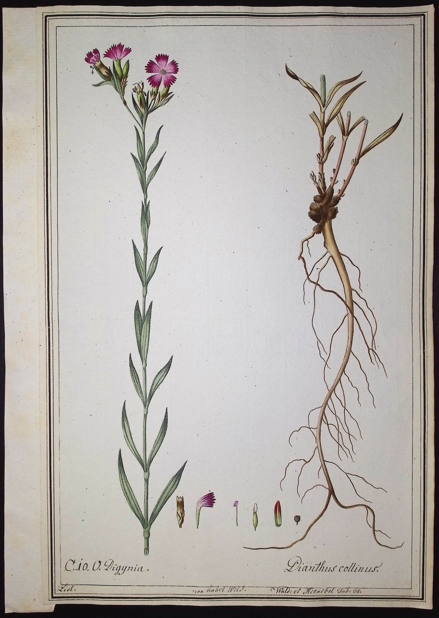 8 Original Botanical Watercolors (according to Linnaeus system)
