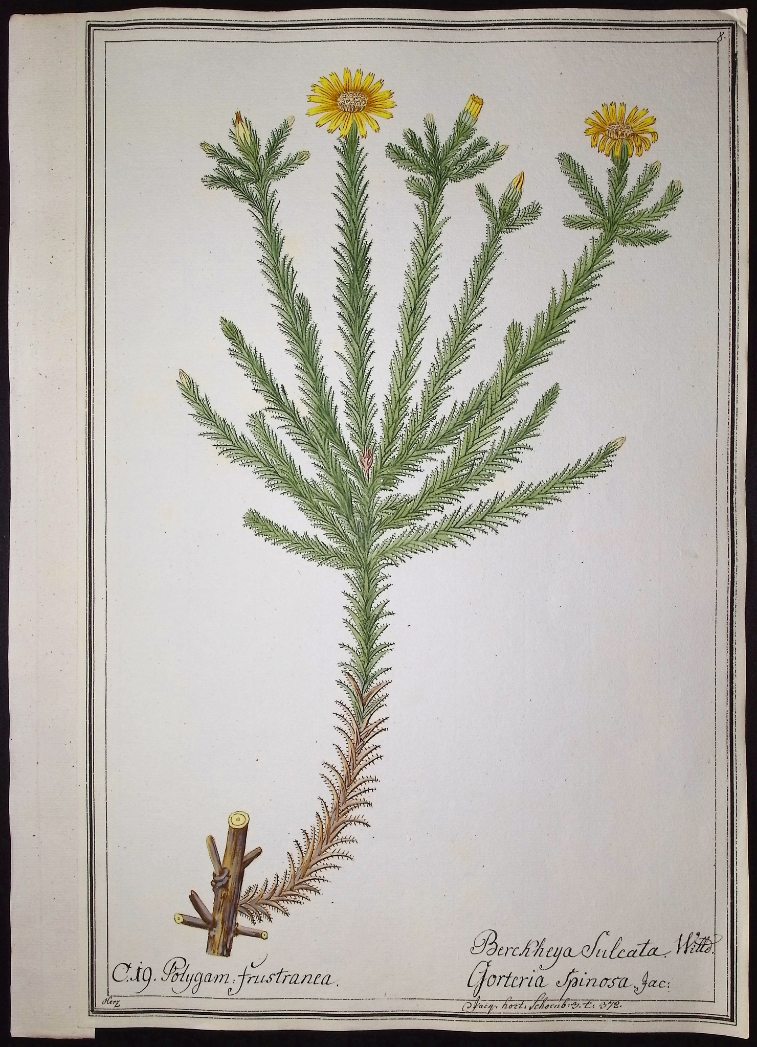 8 Original Botanical Watercolors (according to Linnaeus system)
