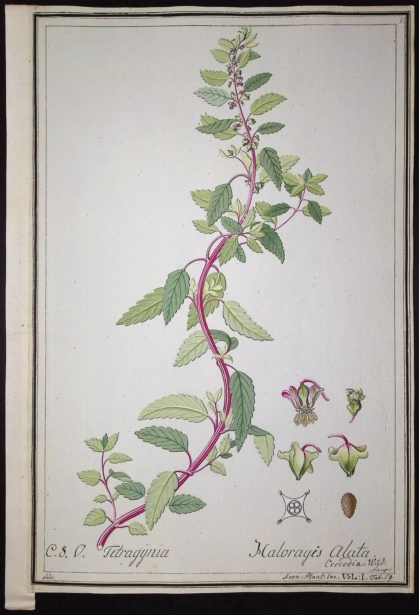 8 Original Botanical Watercolors (according to Linnaeus system)